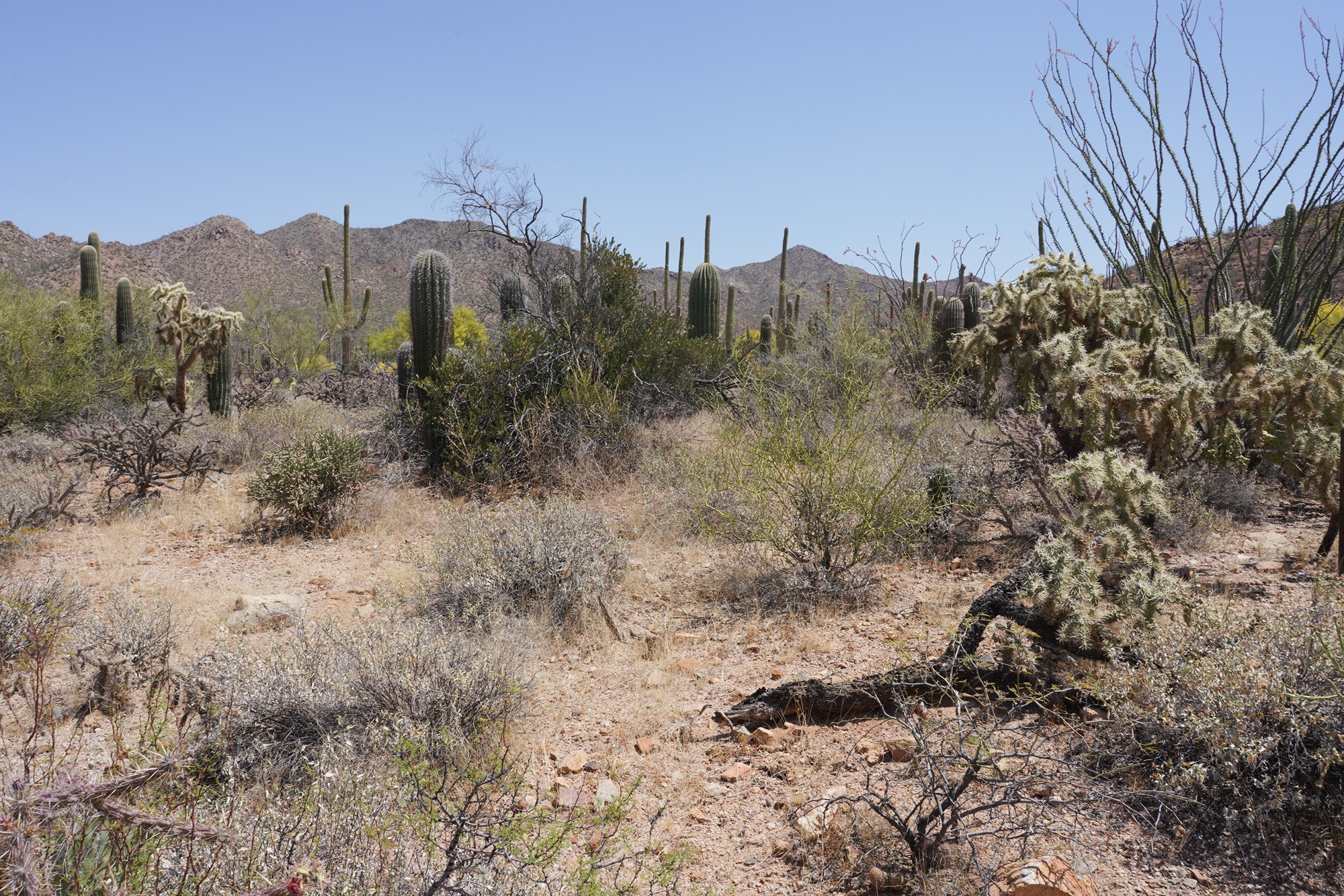 Tucson 1 (4)