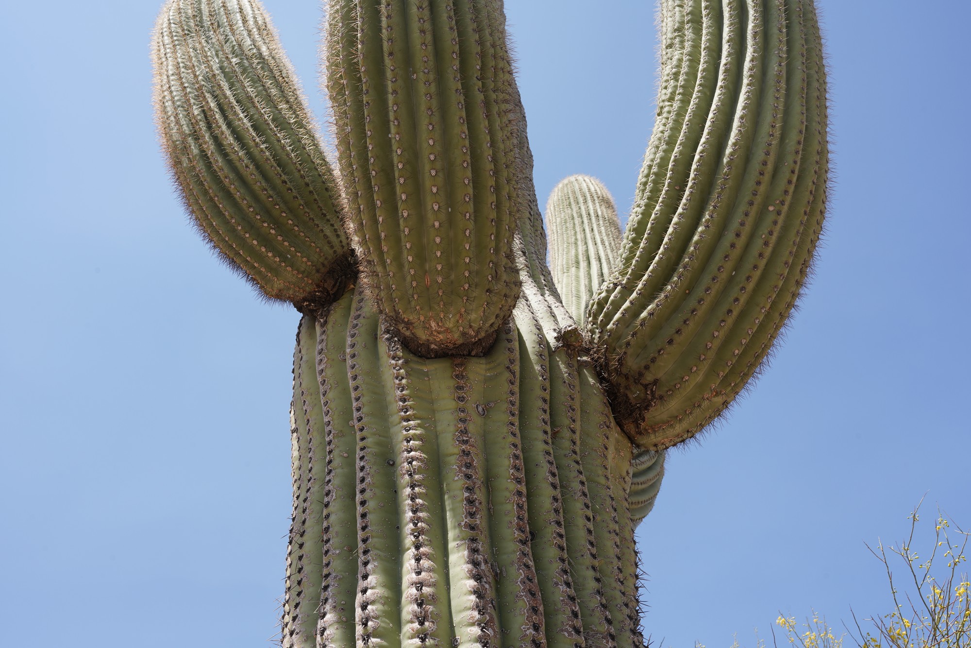 Tucson 1 (41)