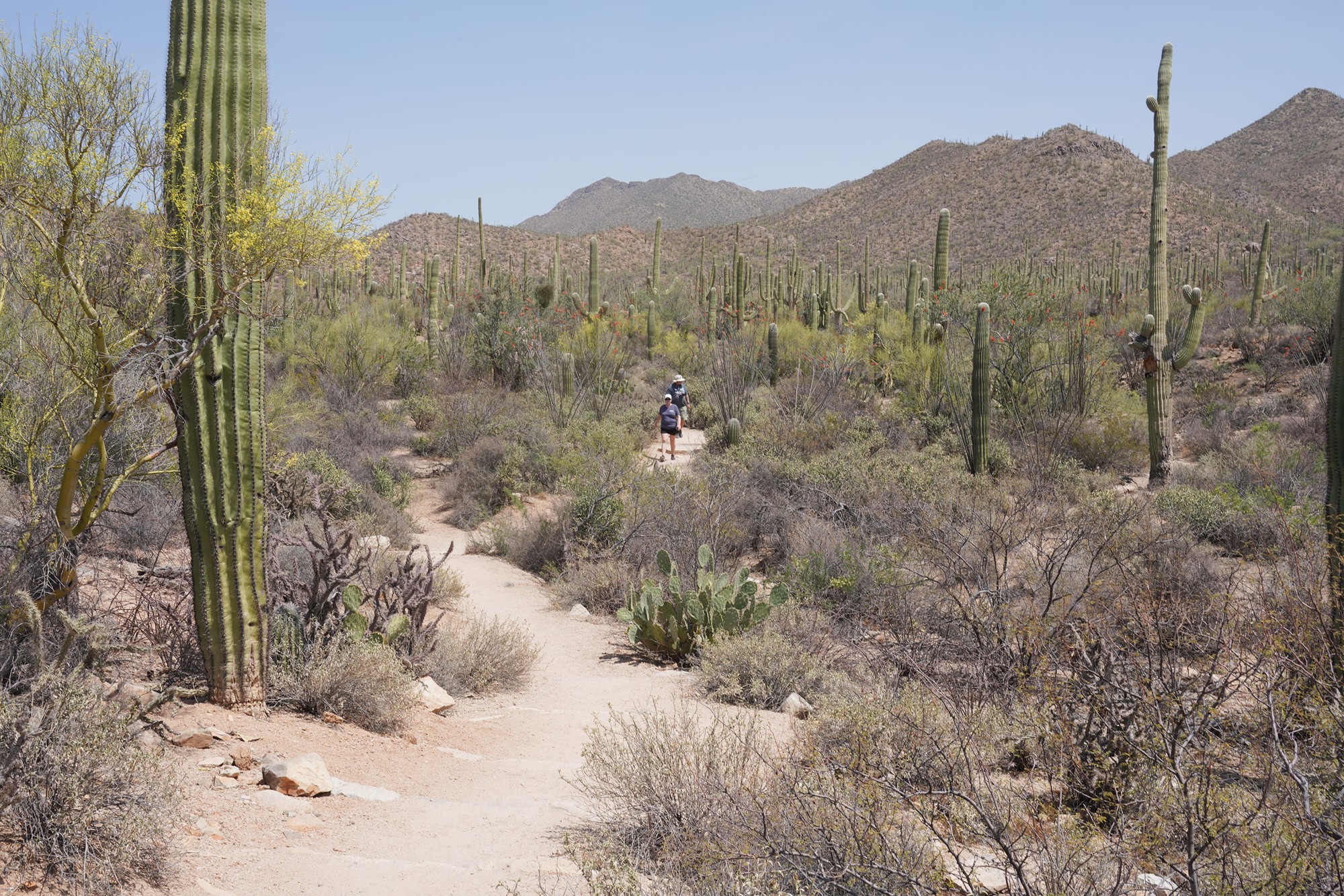 Tucson 1 (42)