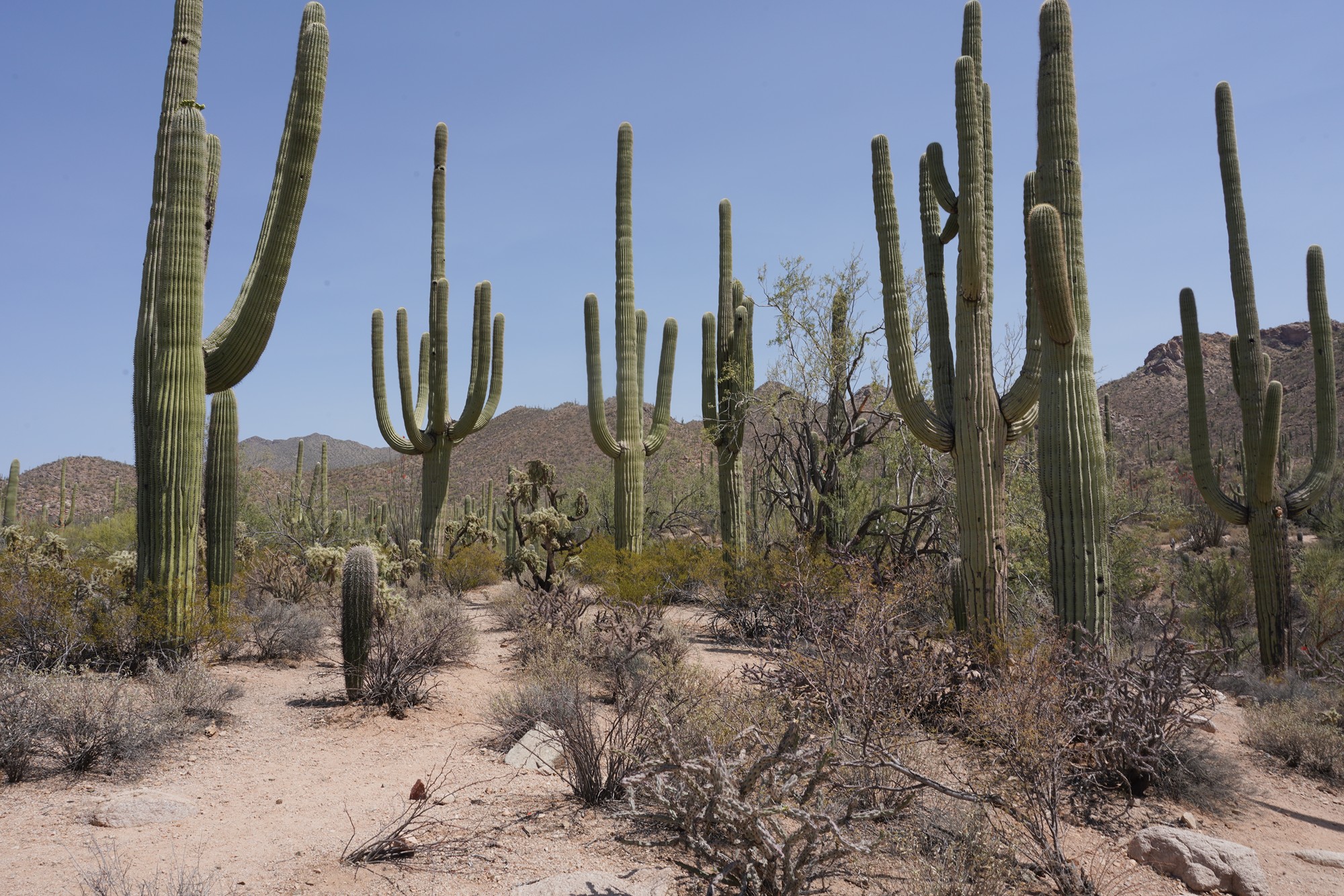Tucson 1 (44)