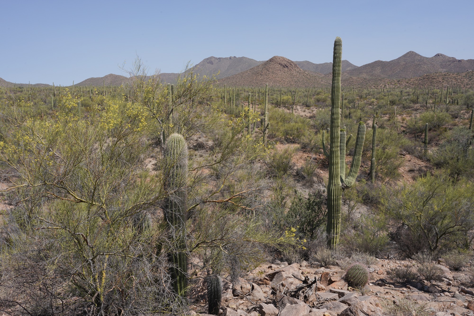 Tucson 1 (49)