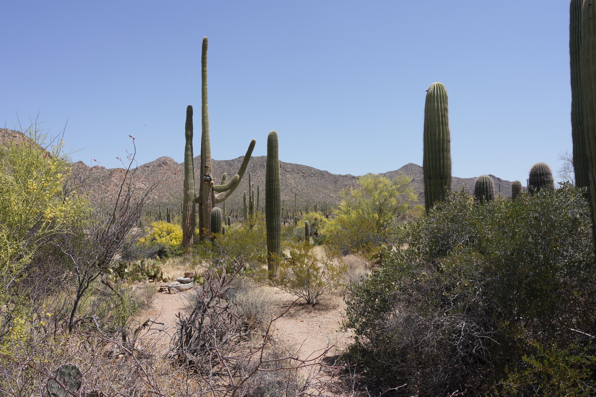 Tucson 1 (6)