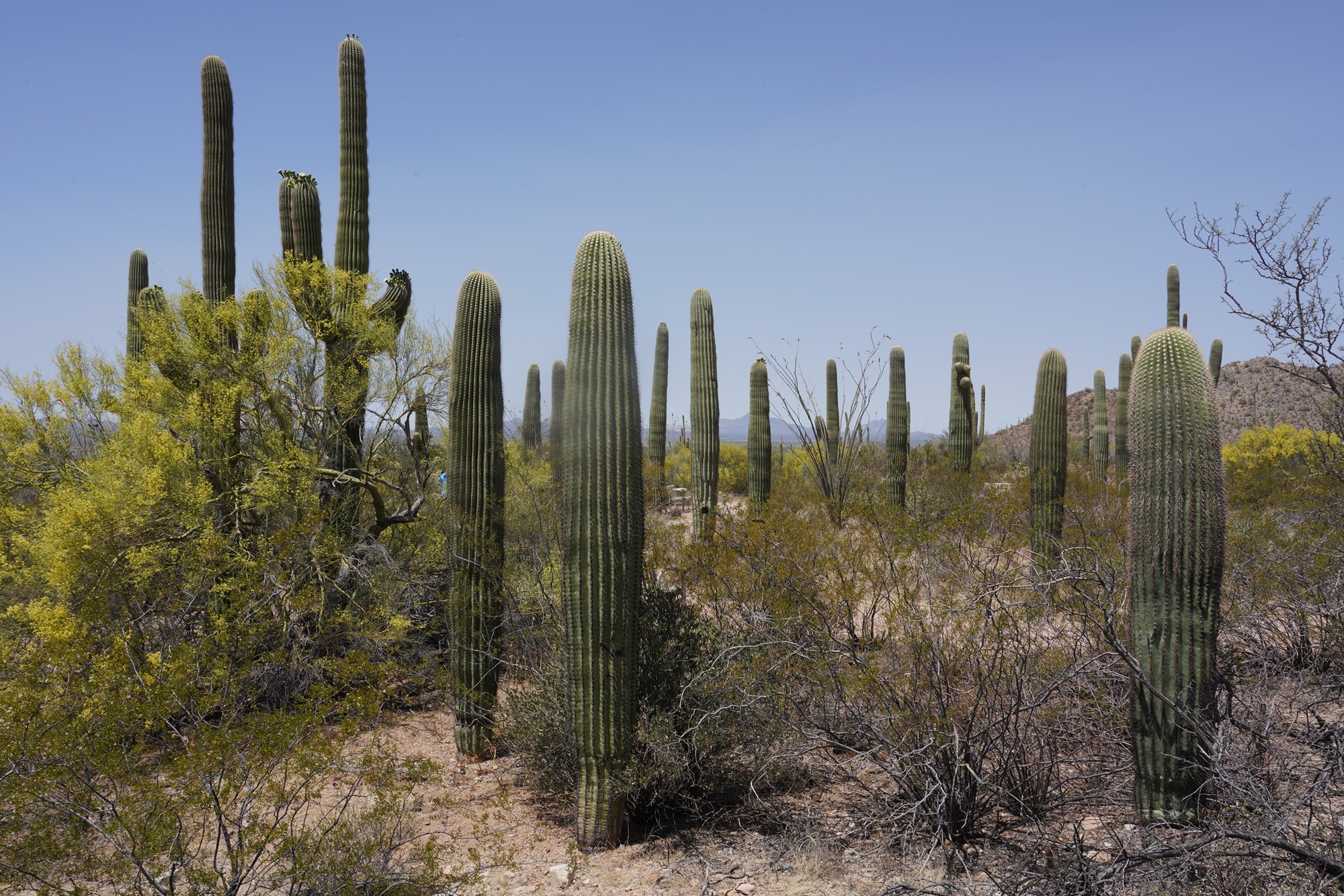 Tucson 1 (9)