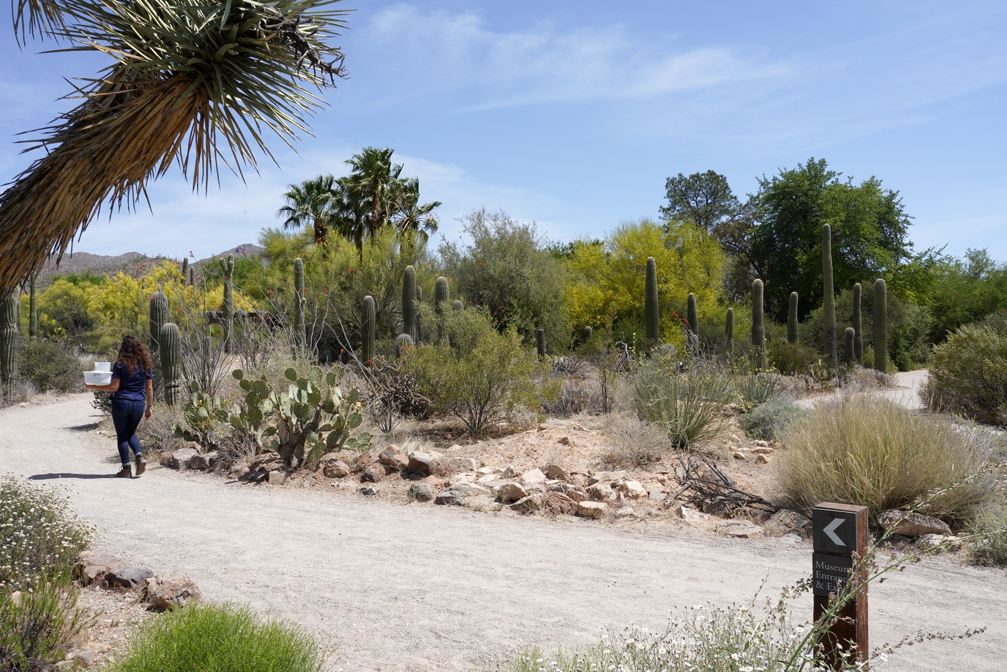 Tucson 5 (10)