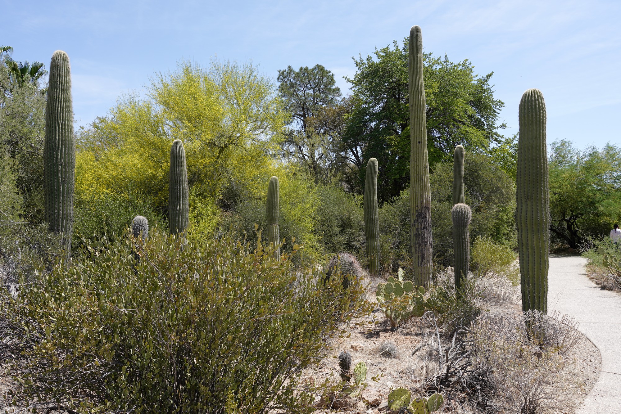 Tucson 5 (13)