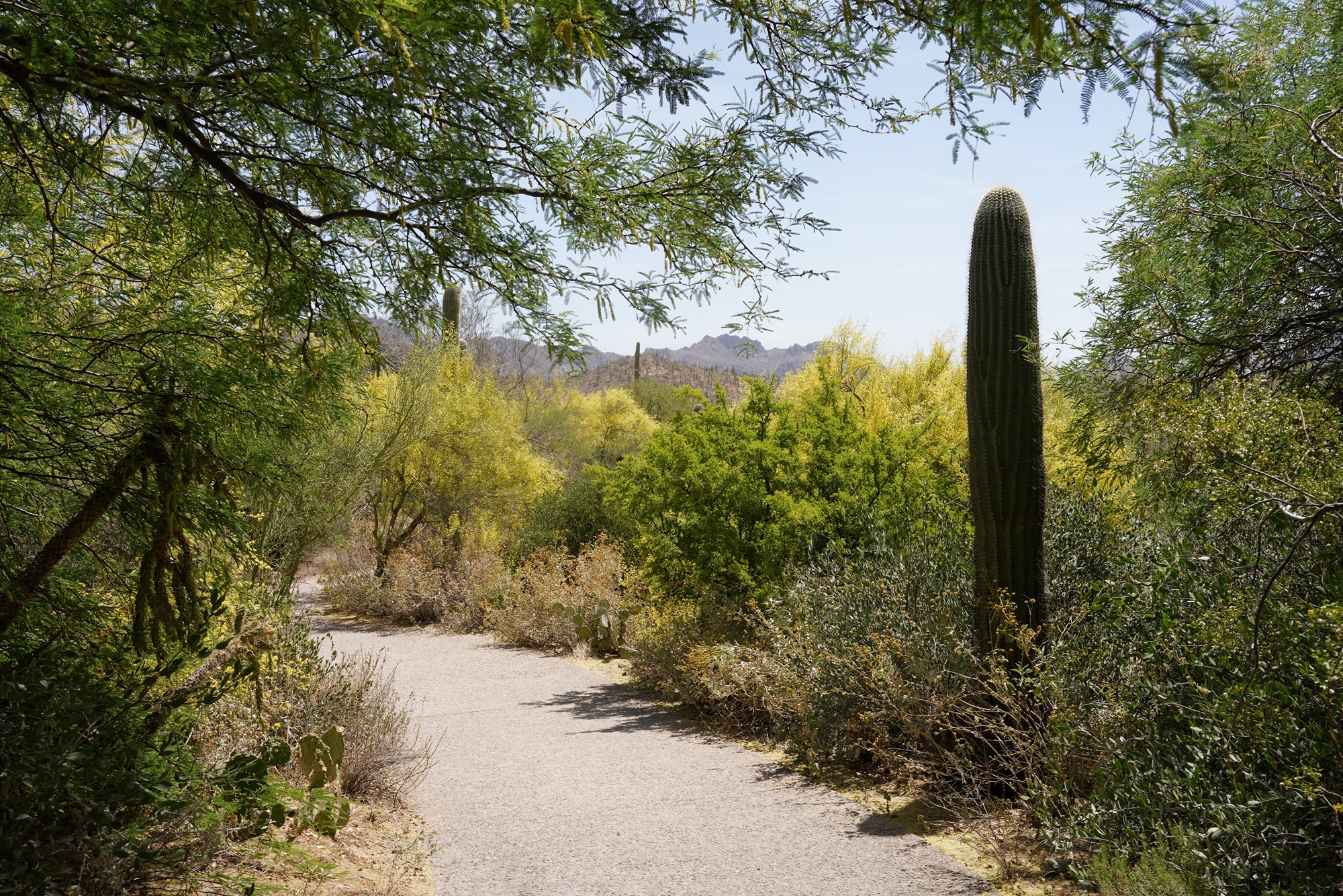 Tucson 5 (15)
