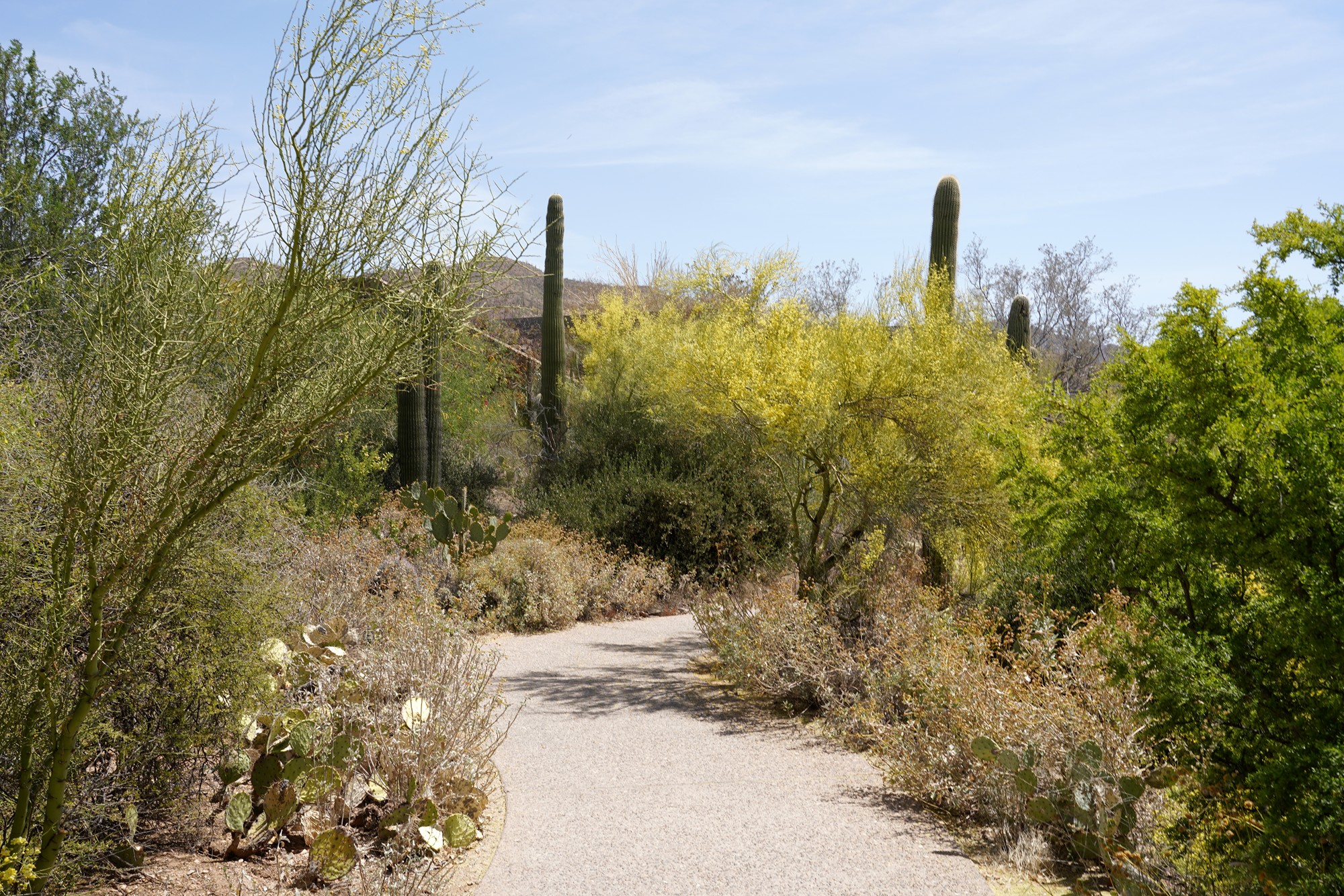 Tucson 5 (16)
