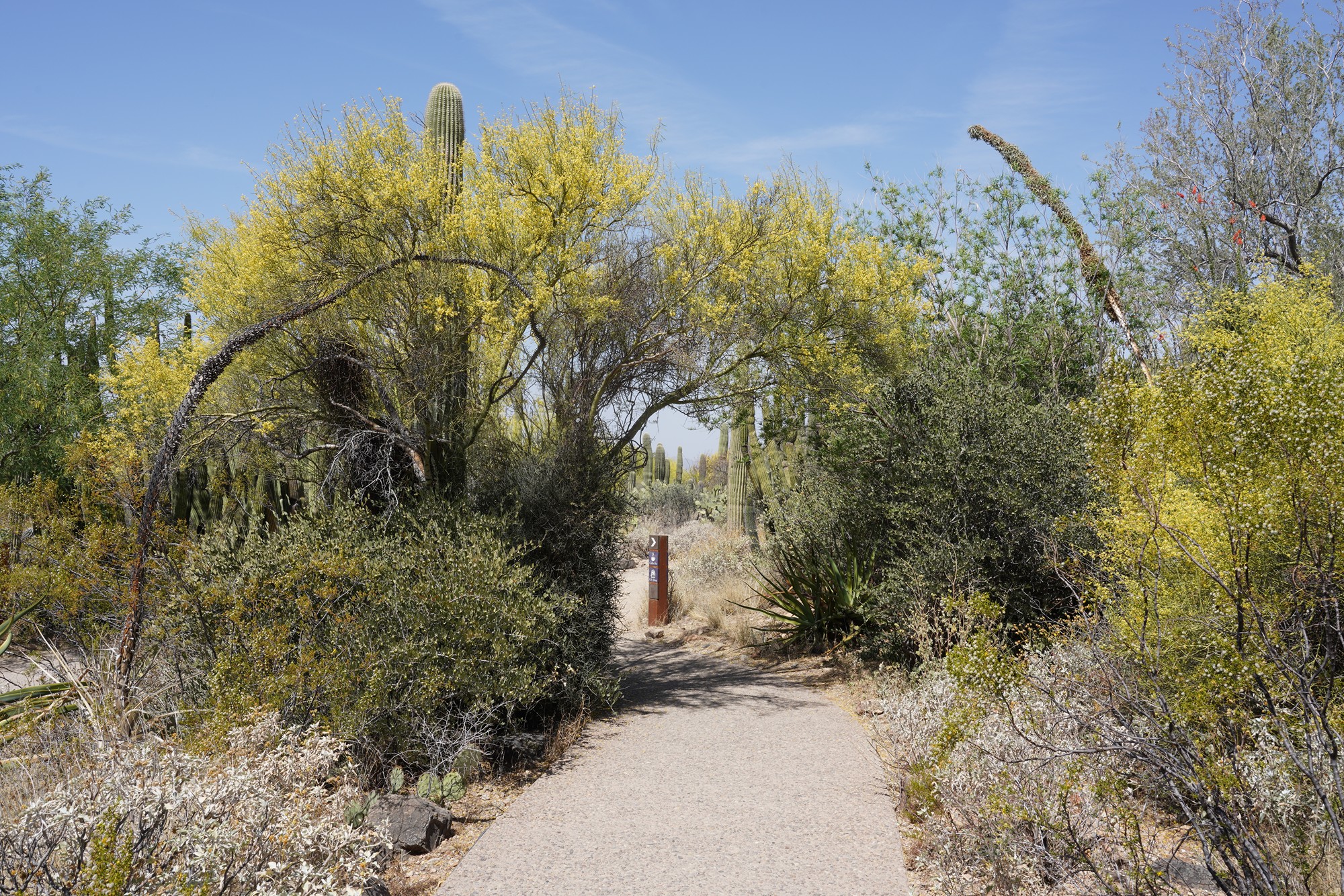 Tucson 5 (2)