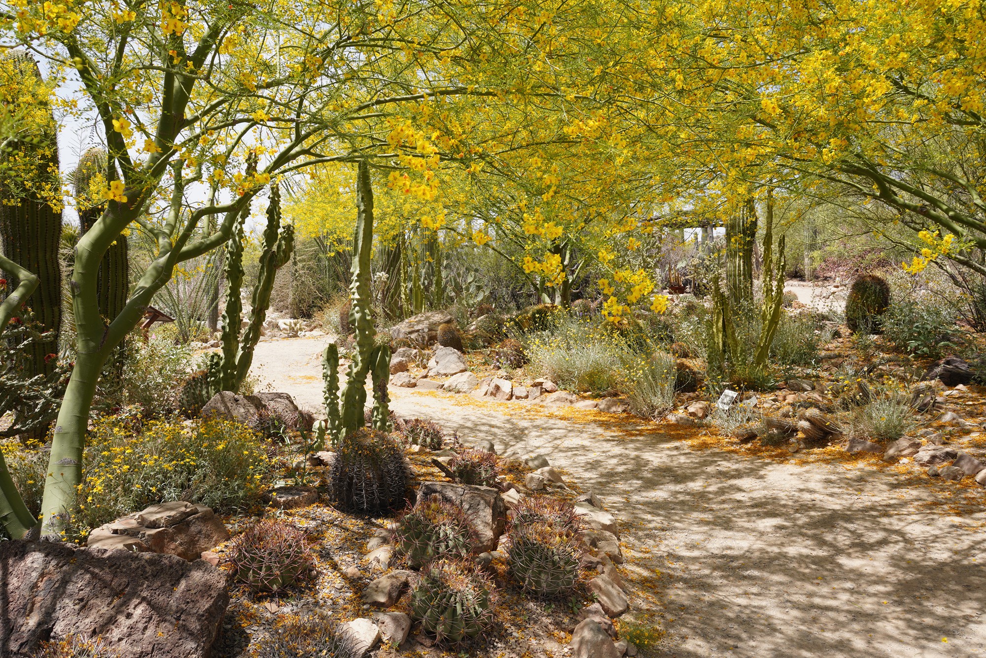 Tucson 5 (37)