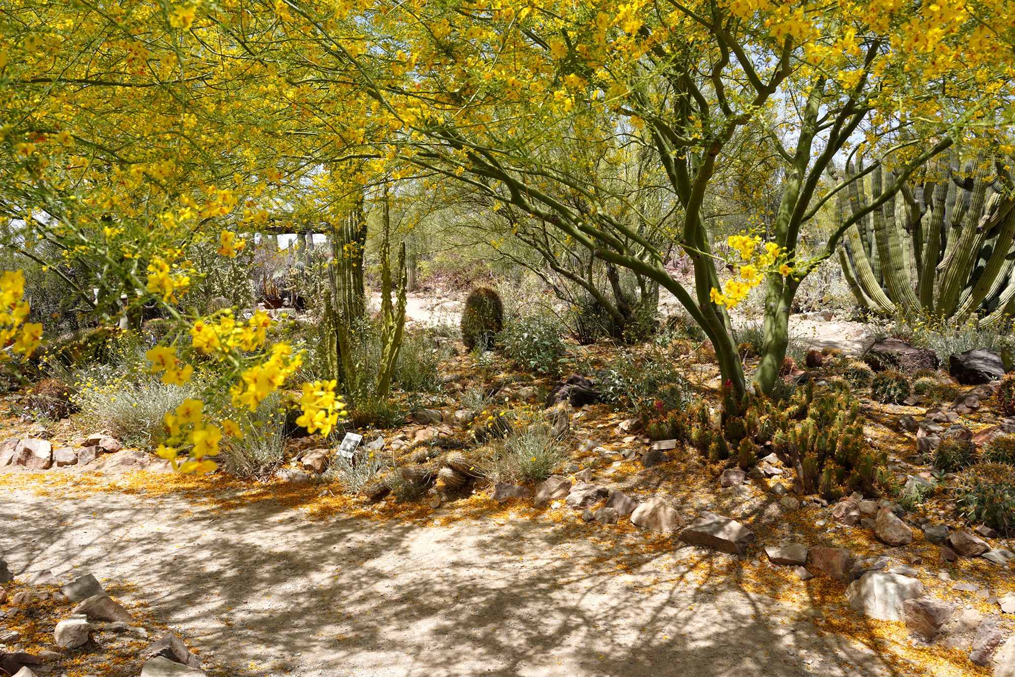 Tucson 5 (38)