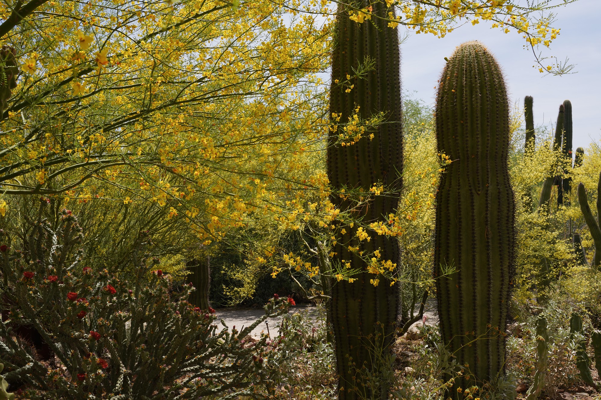 Tucson 5 (39)