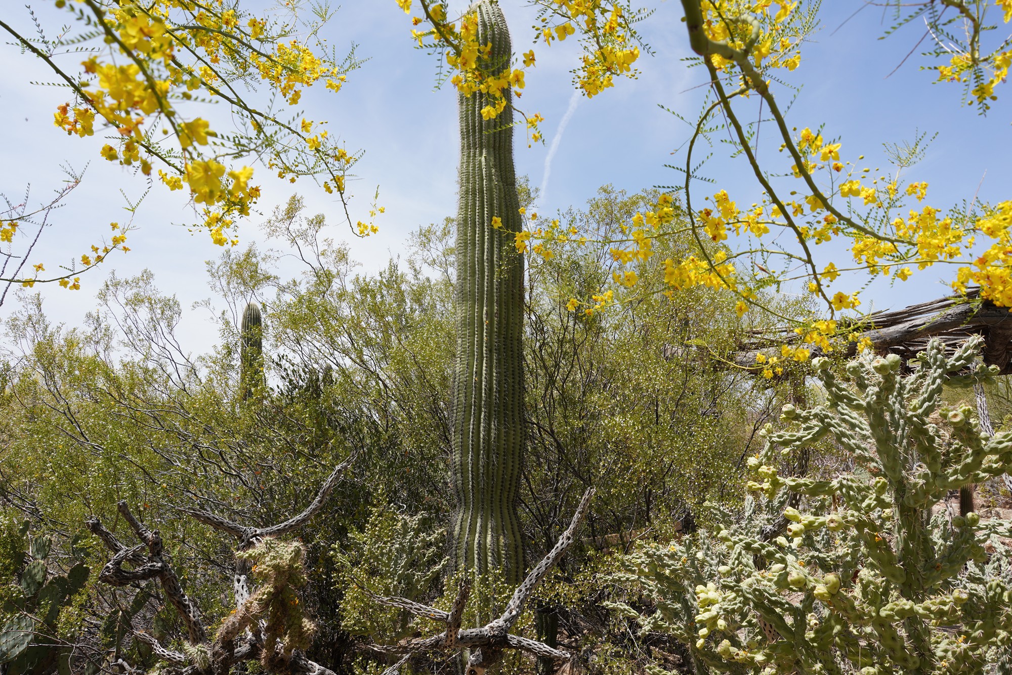 Tucson 5 (42)