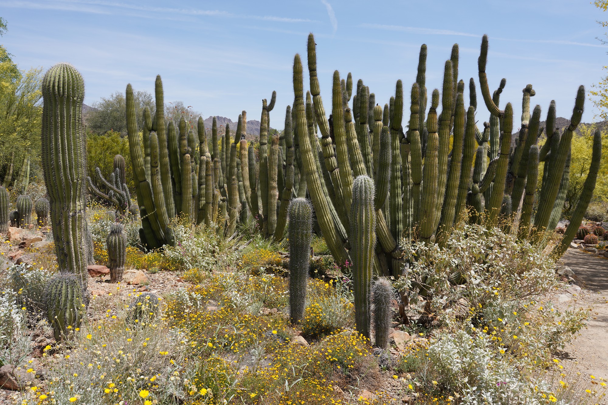 Tucson 5 (43)