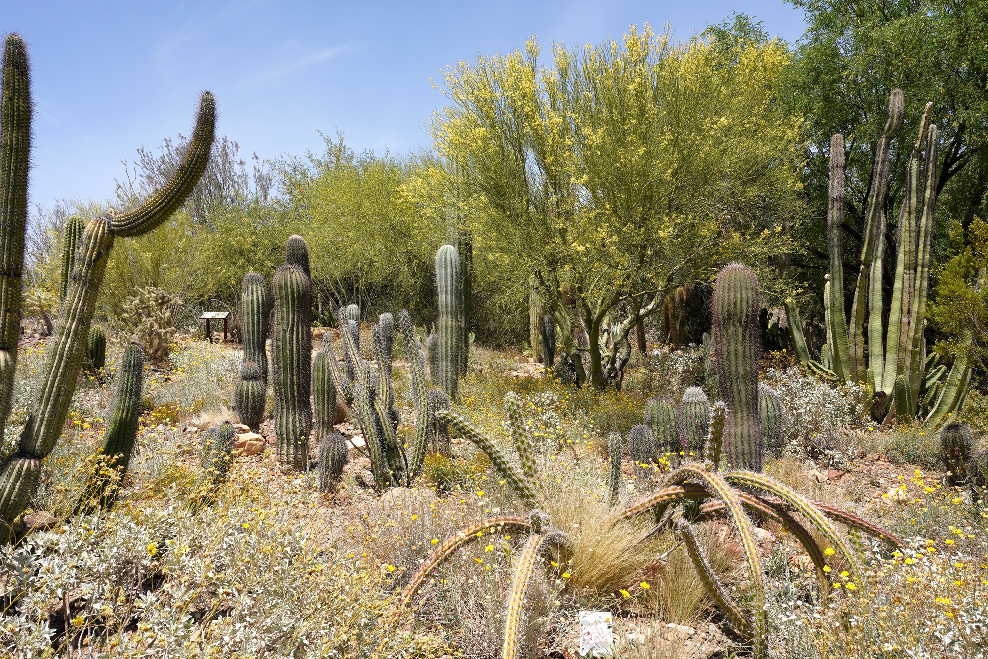 Tucson 5 (44)