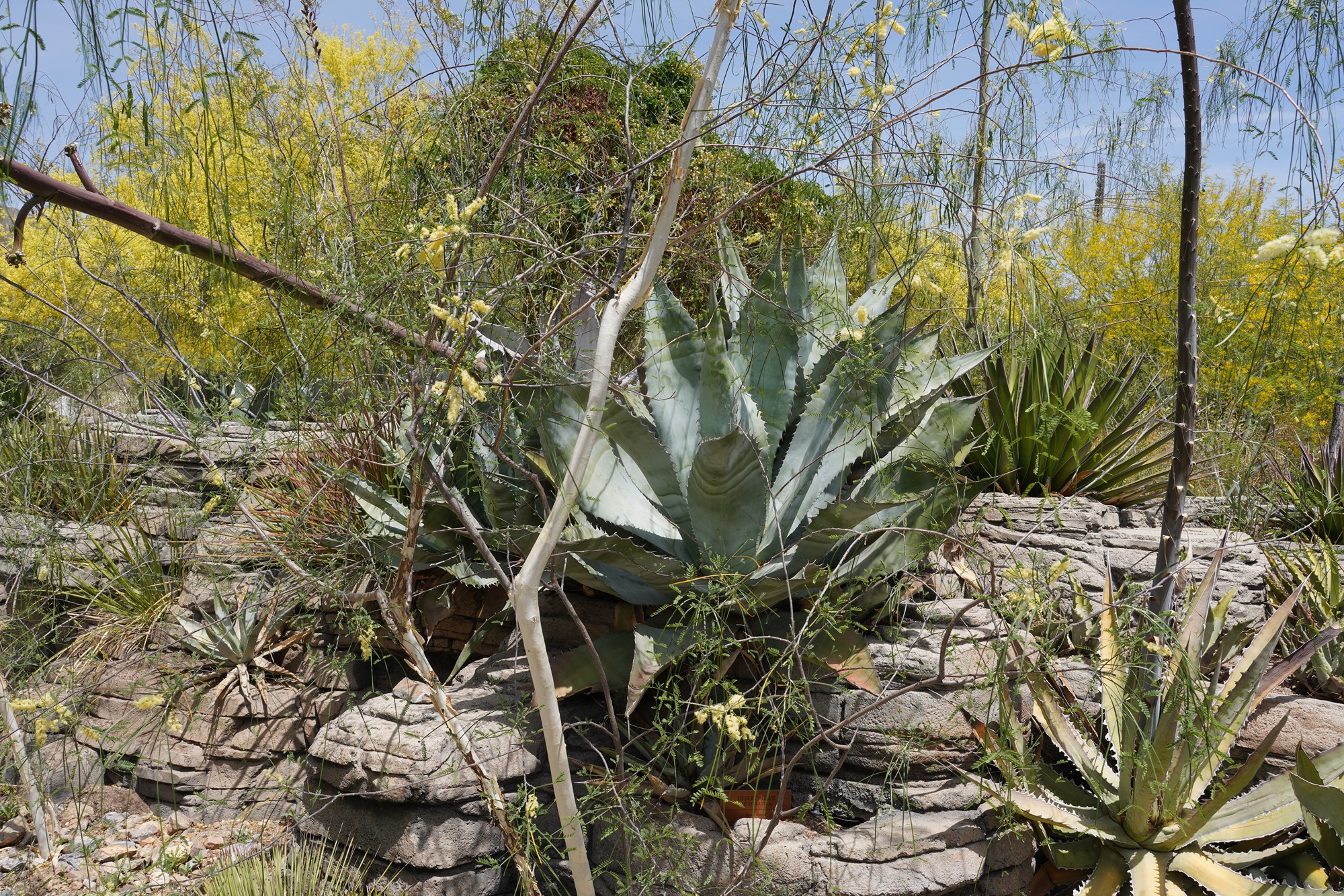 Tucson 5 (46)
