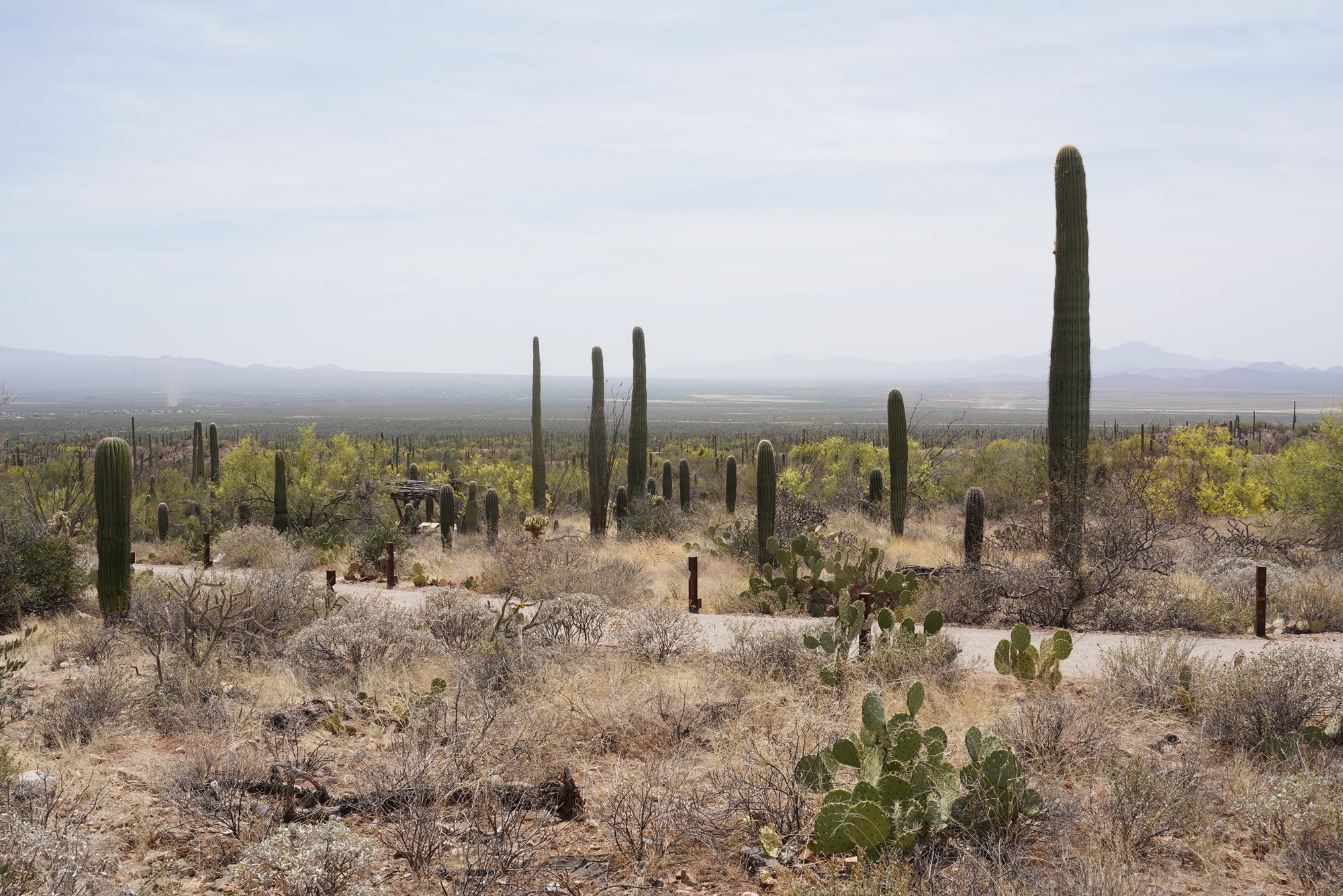 Tucson 5 (47)