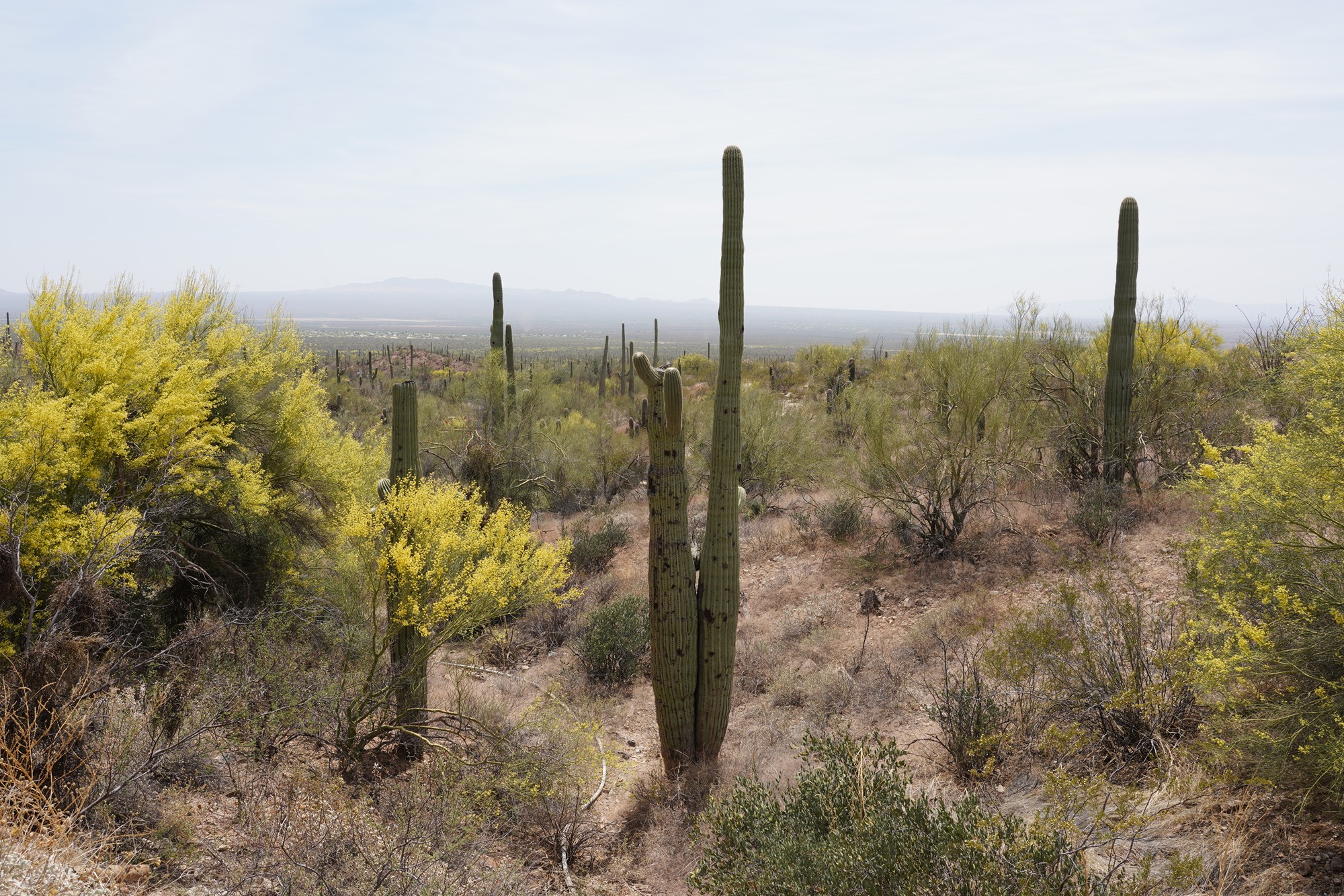 Tucson 5 (48)