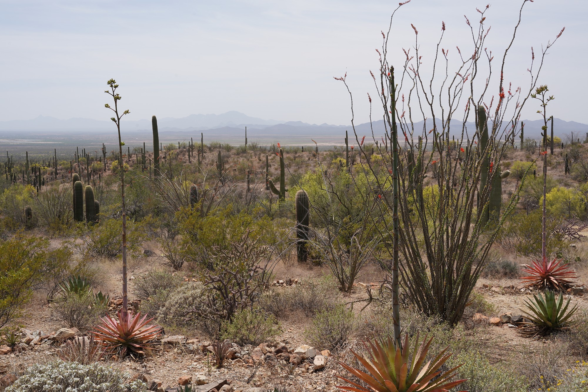 Tucson 5 (49)