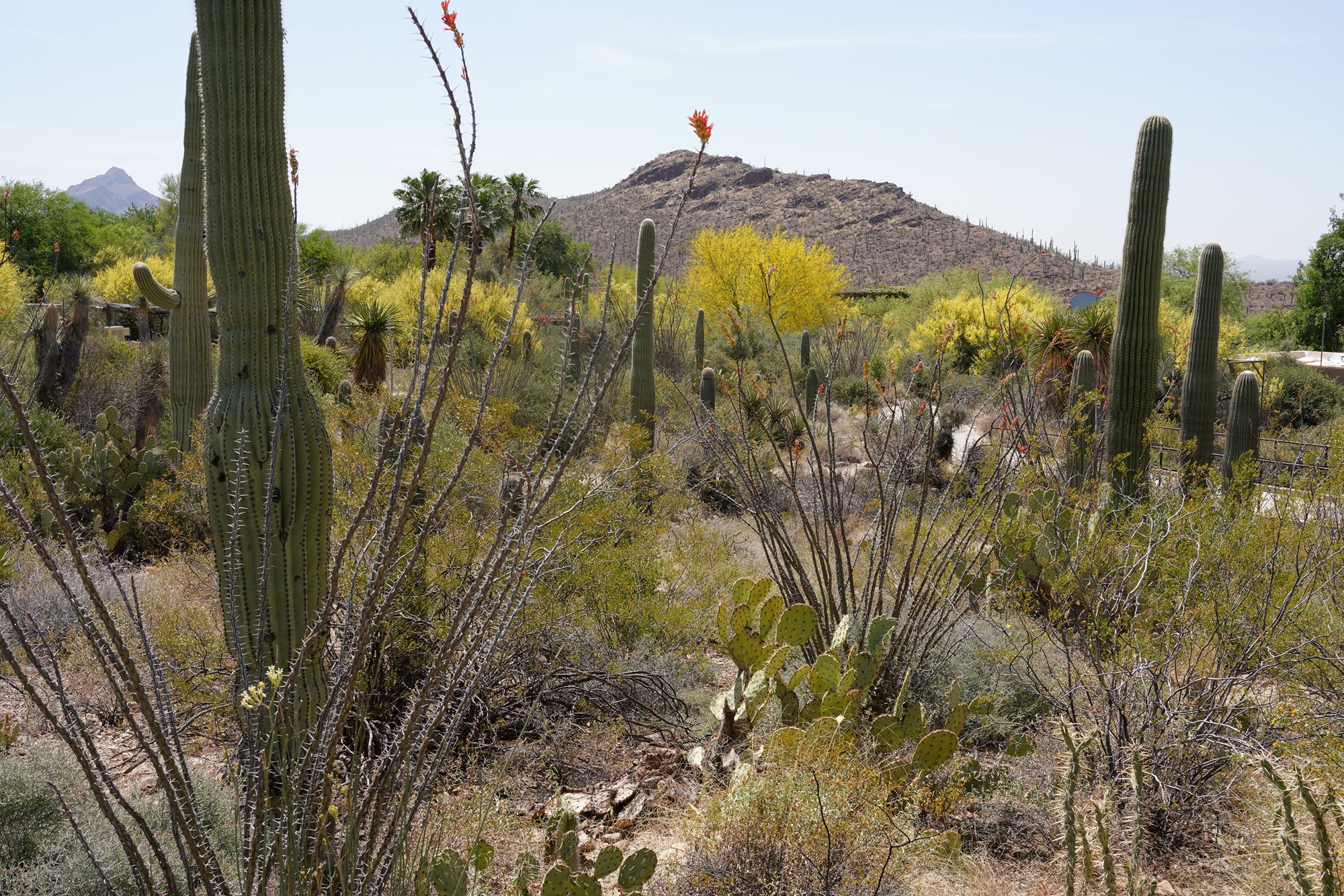 Tucson 5 (5)