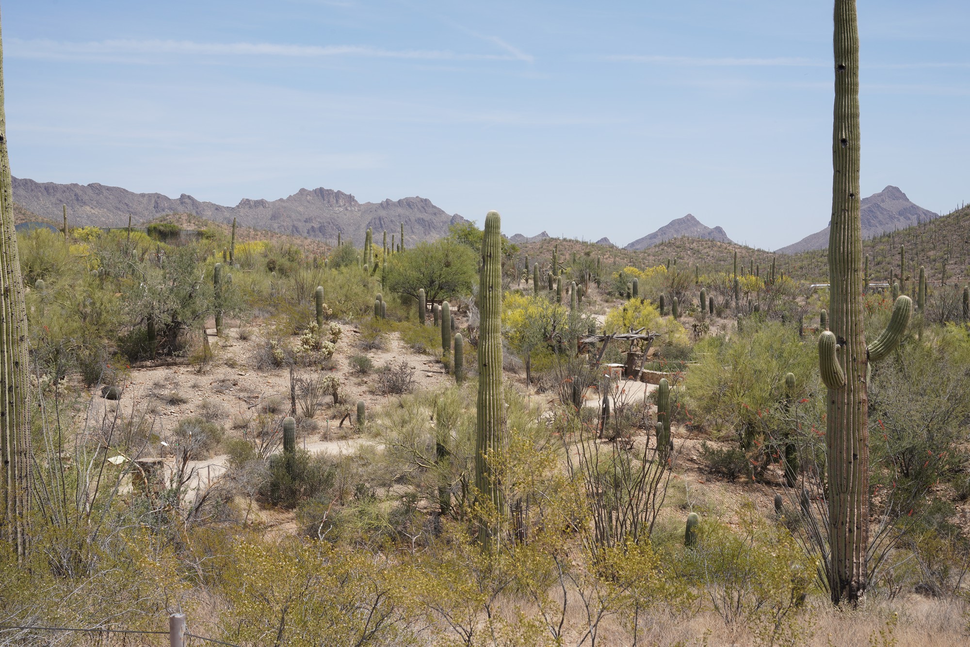 Tucson 5 (50)