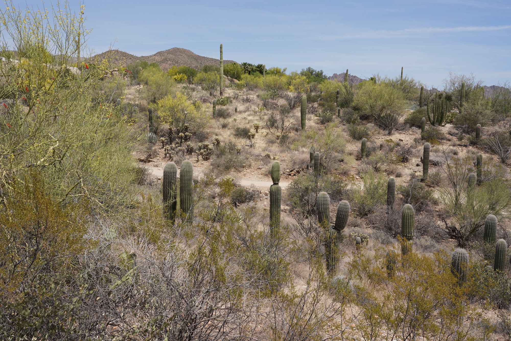 Tucson 5 (51)
