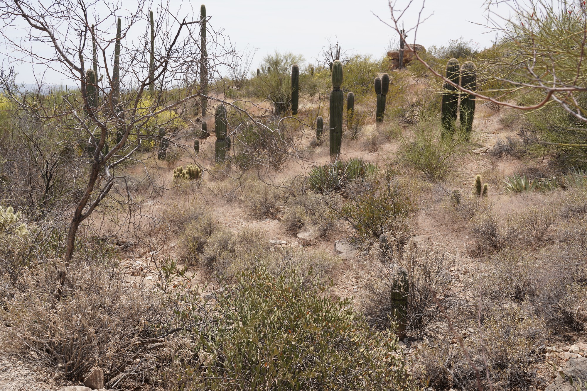 Tucson 5 (52)