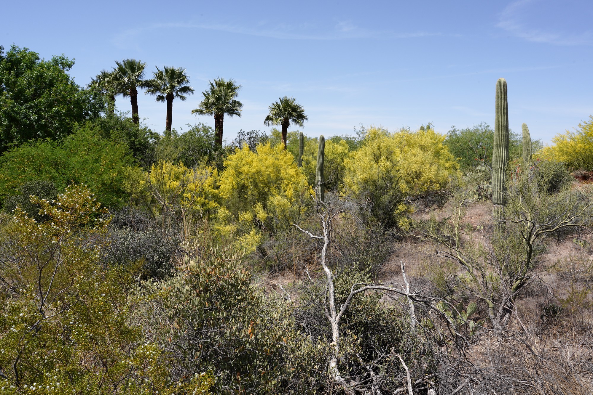 Tucson 5 (7)