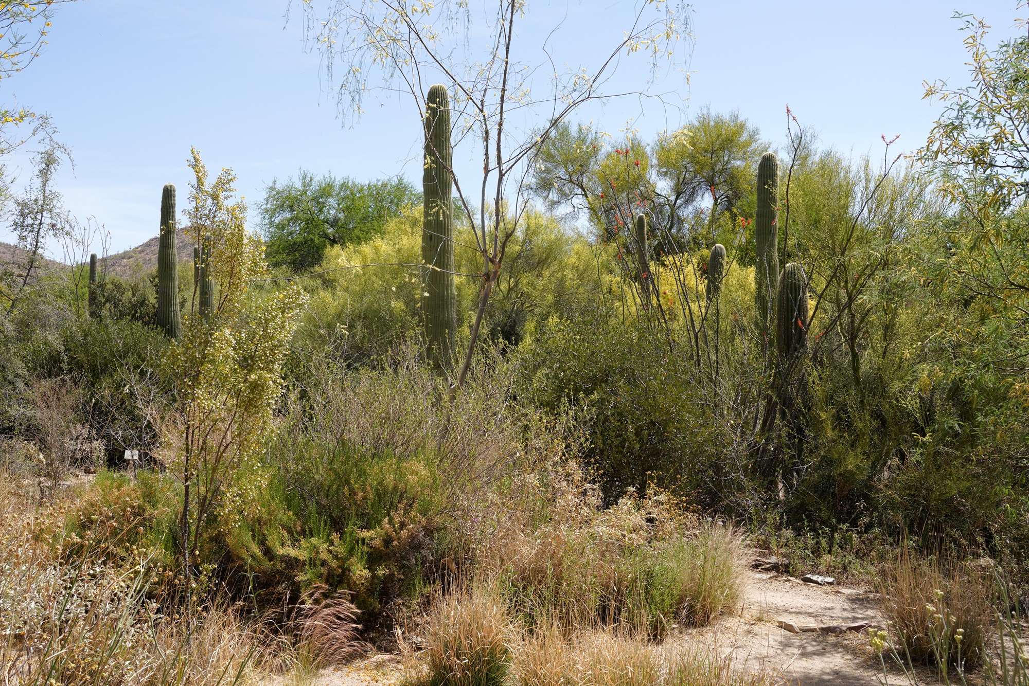Tucson 5 (9)