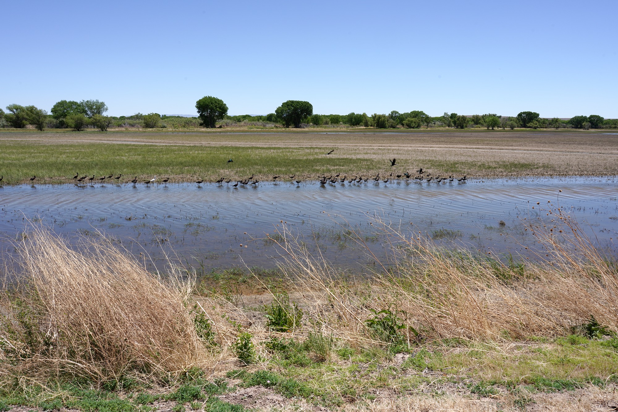 Bosque Del Apache National Wildlife Refuge (1)