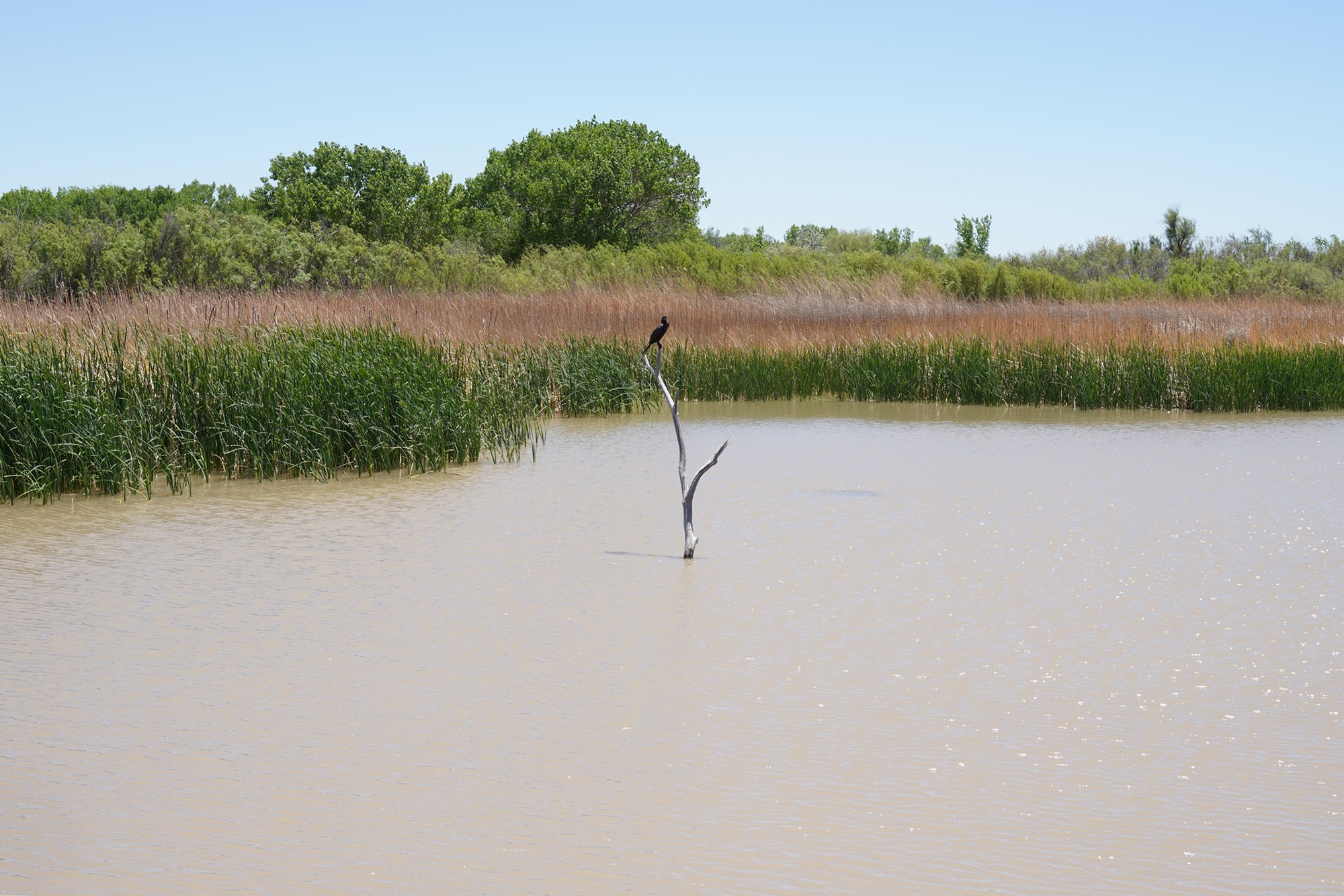 Bosque Del Apache National Wildlife Refuge (10)