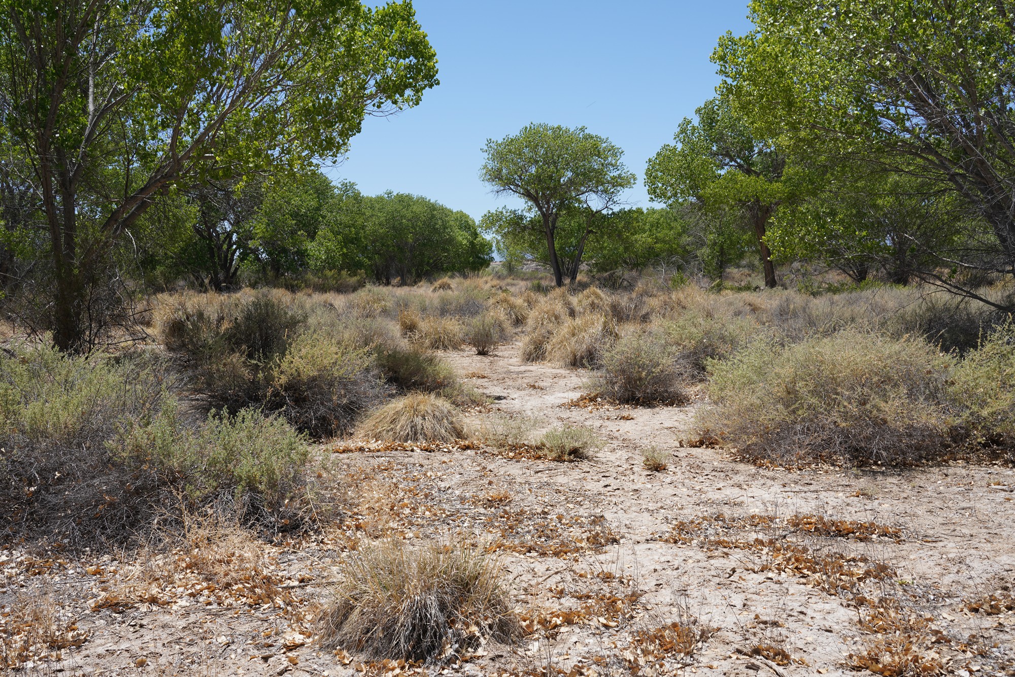 Bosque Del Apache National Wildlife Refuge (11)