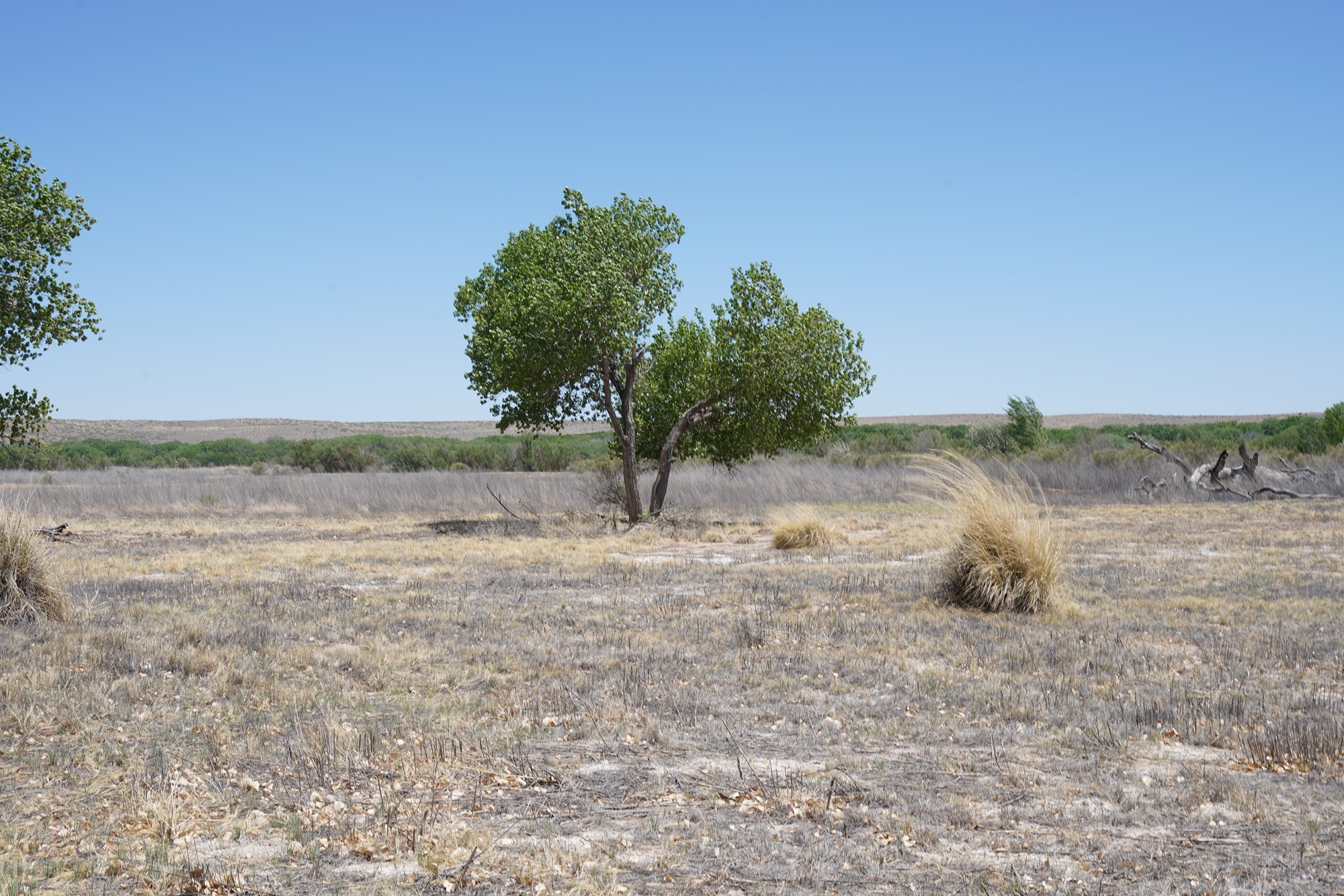 Bosque Del Apache National Wildlife Refuge (12)