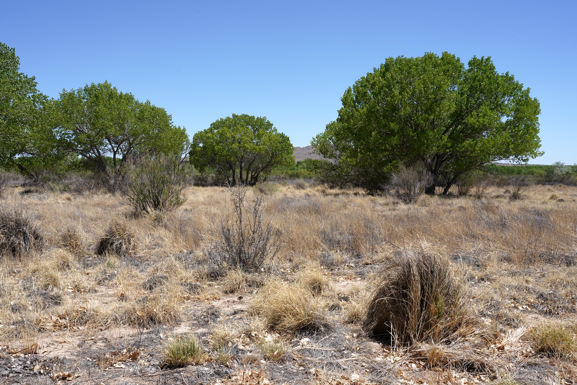 Bosque Del Apache National Wildlife Refuge (13)