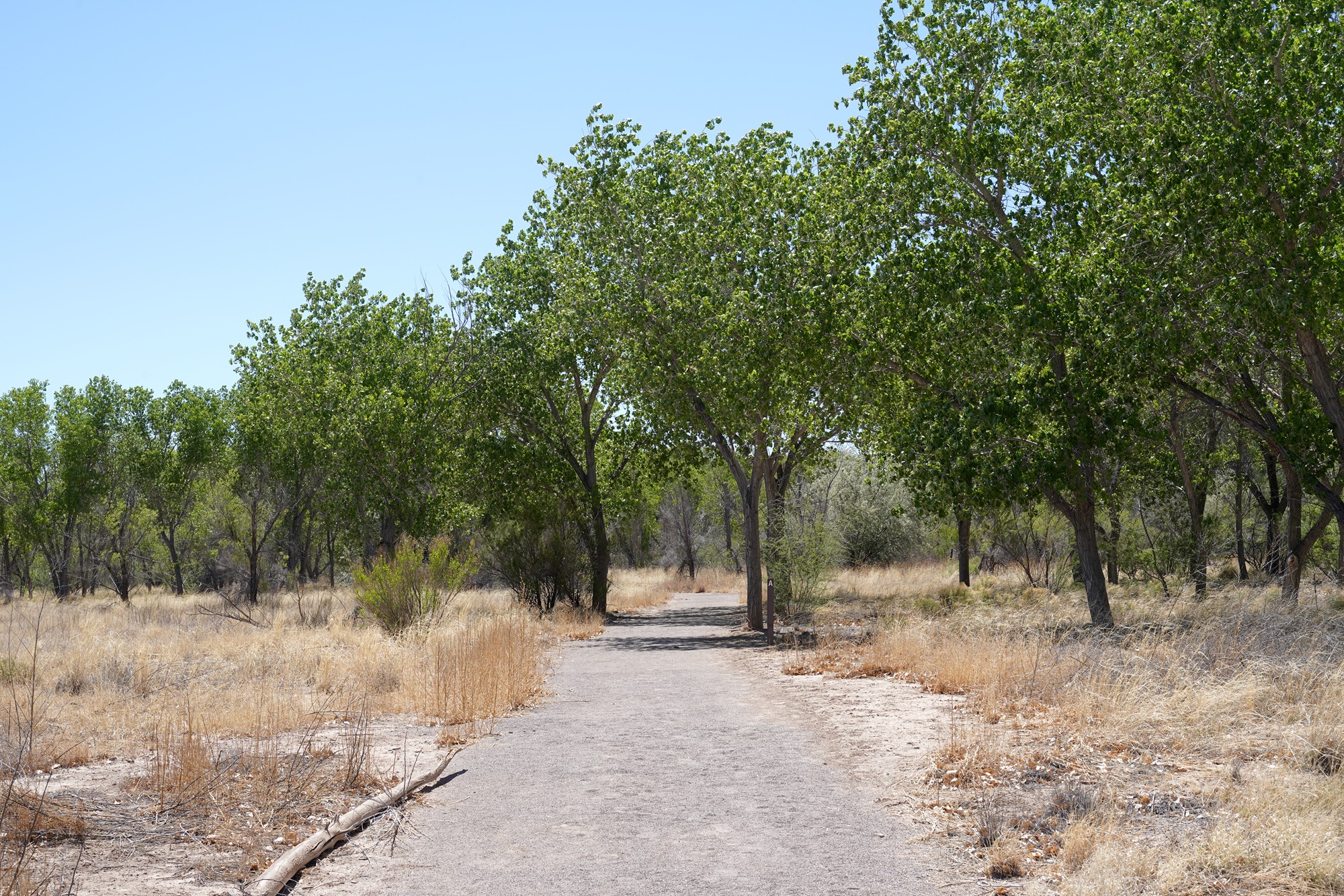 Bosque Del Apache National Wildlife Refuge (14)