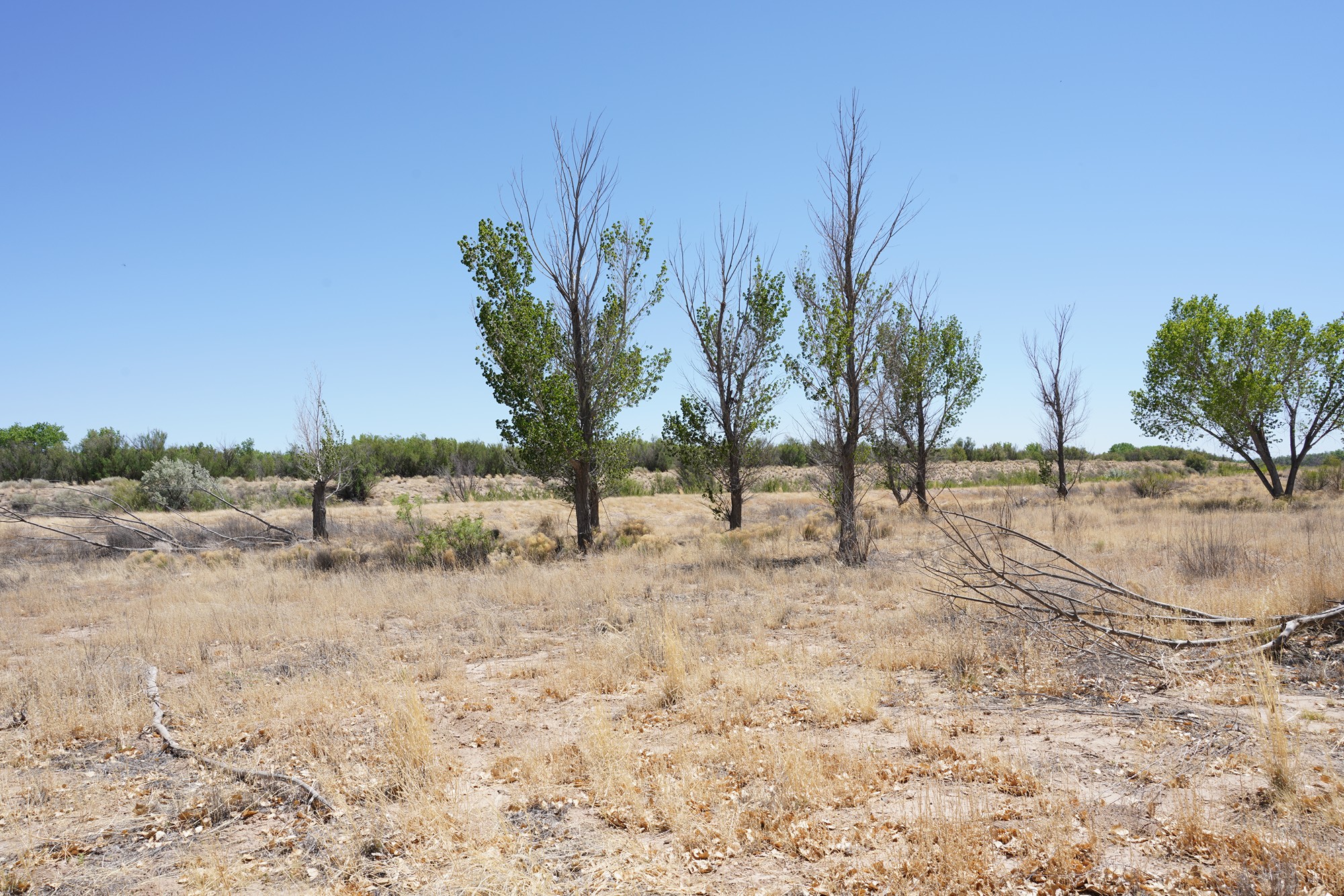 Bosque Del Apache National Wildlife Refuge (15)