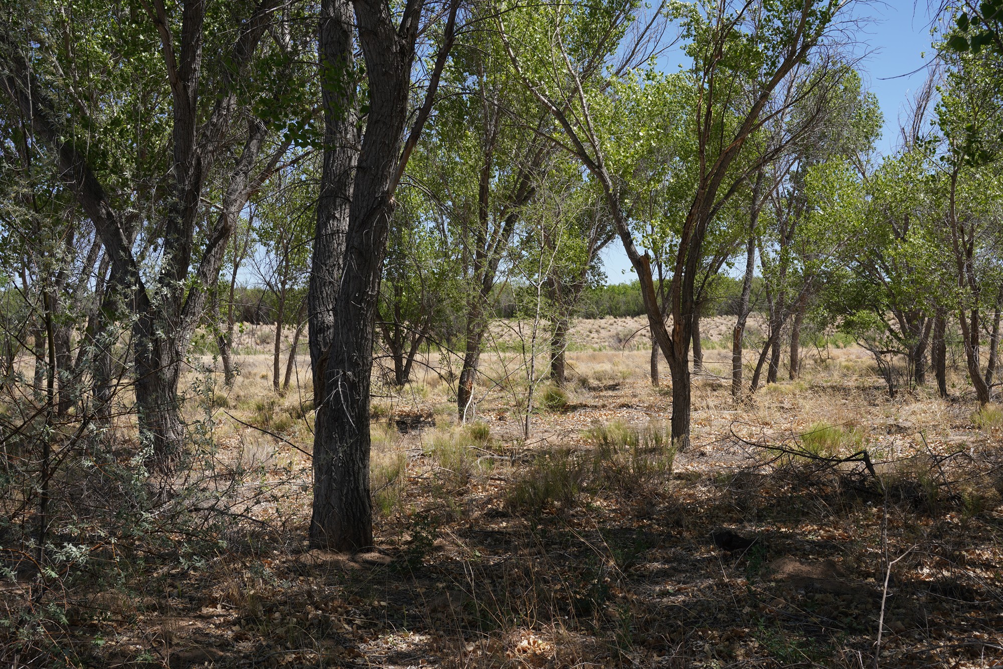 Bosque Del Apache National Wildlife Refuge (16)