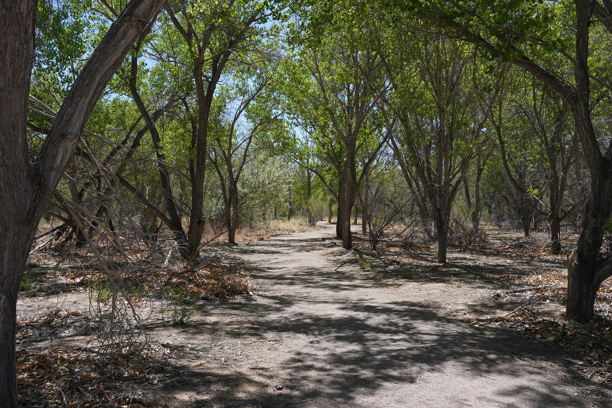 Bosque Del Apache National Wildlife Refuge (17)