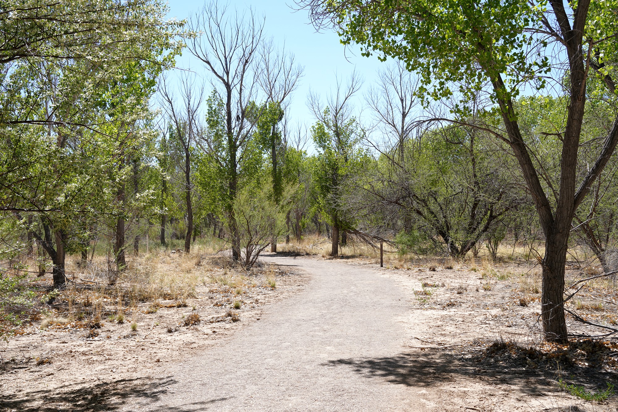 Bosque Del Apache National Wildlife Refuge (18)