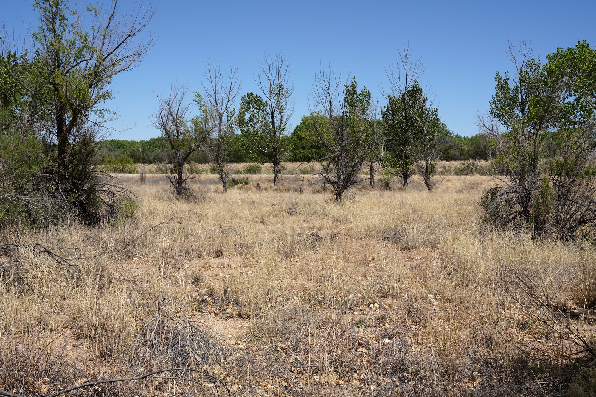 Bosque Del Apache National Wildlife Refuge (19)