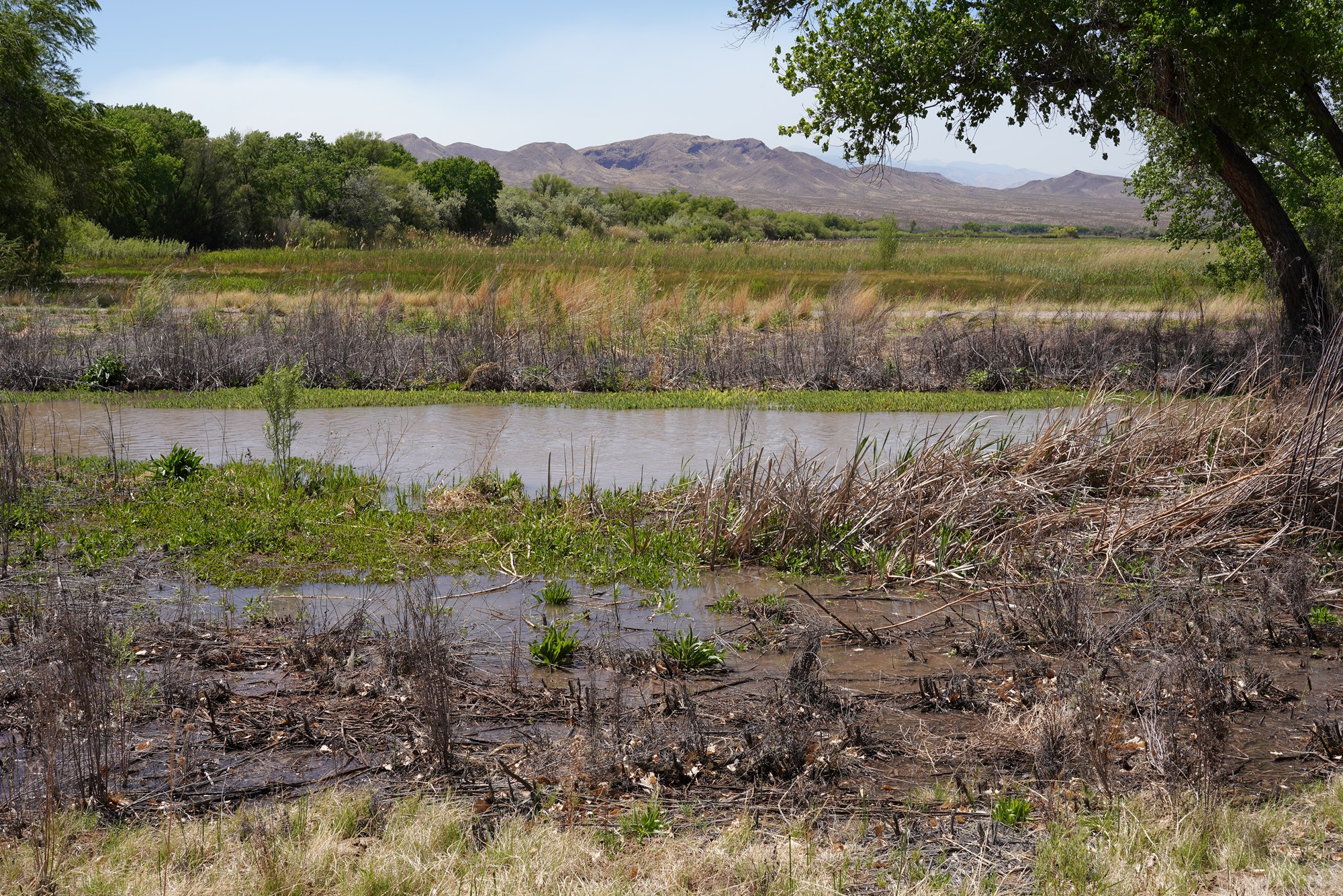 Bosque Del Apache National Wildlife Refuge (20)