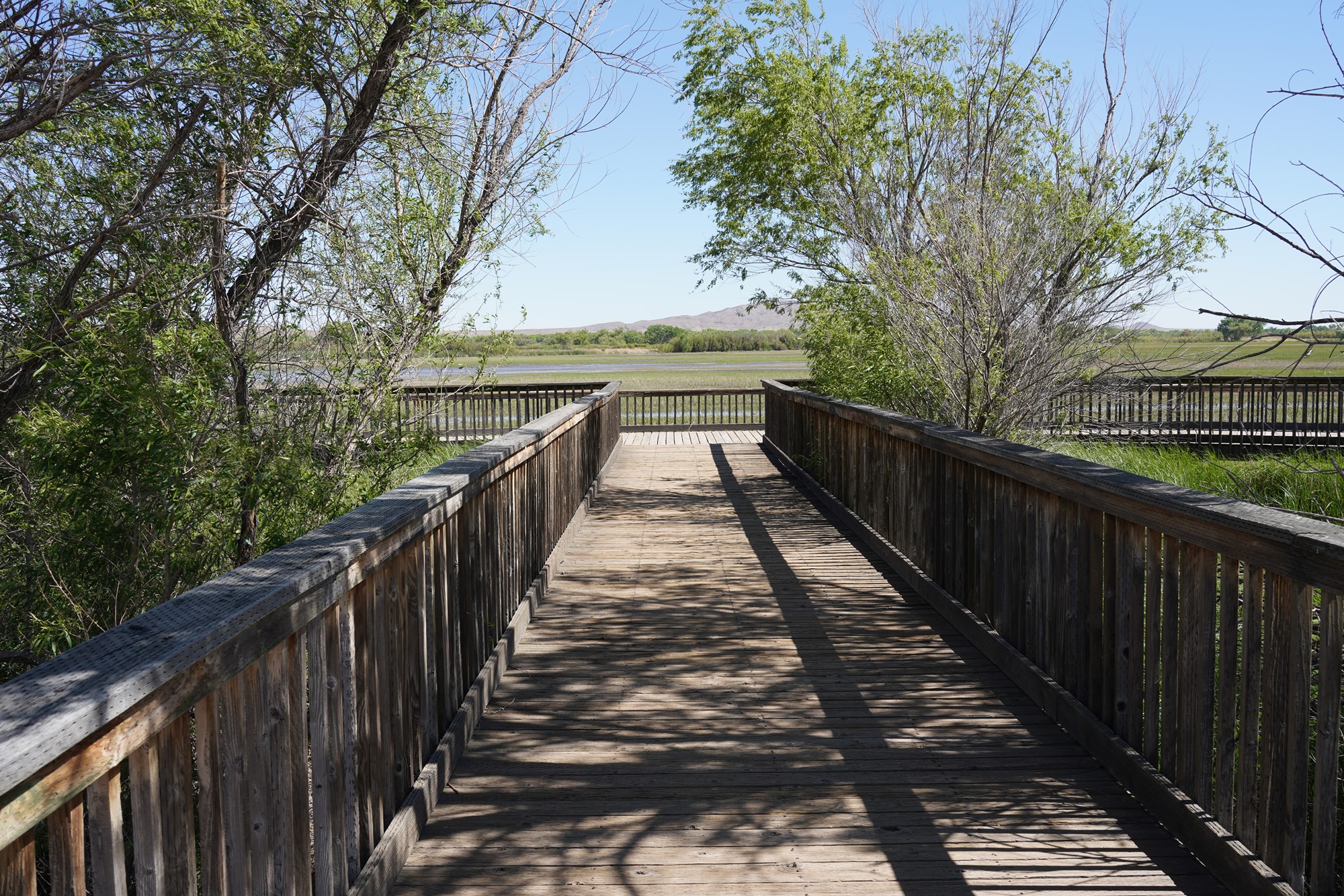 Bosque Del Apache National Wildlife Refuge (24)