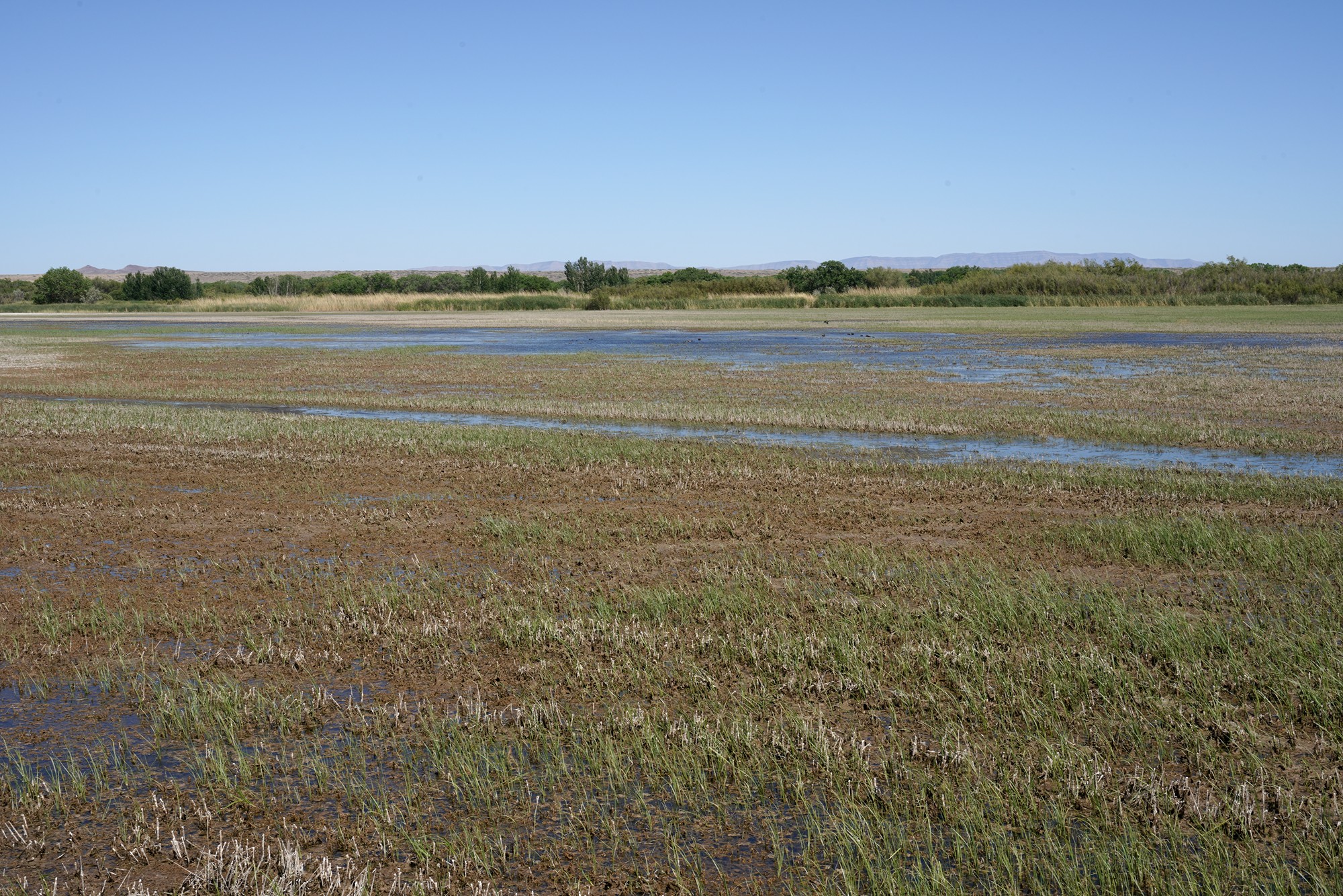 Bosque Del Apache National Wildlife Refuge (26)