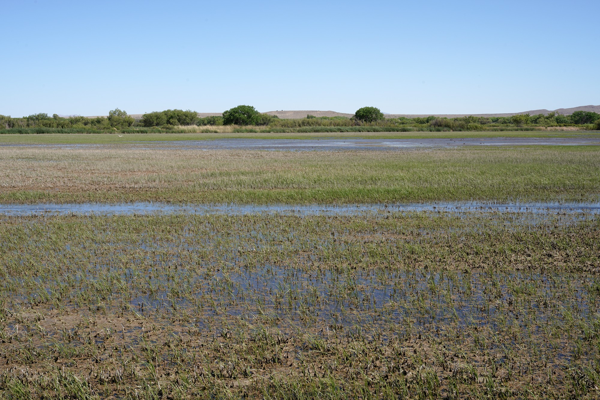 Bosque Del Apache National Wildlife Refuge (27)