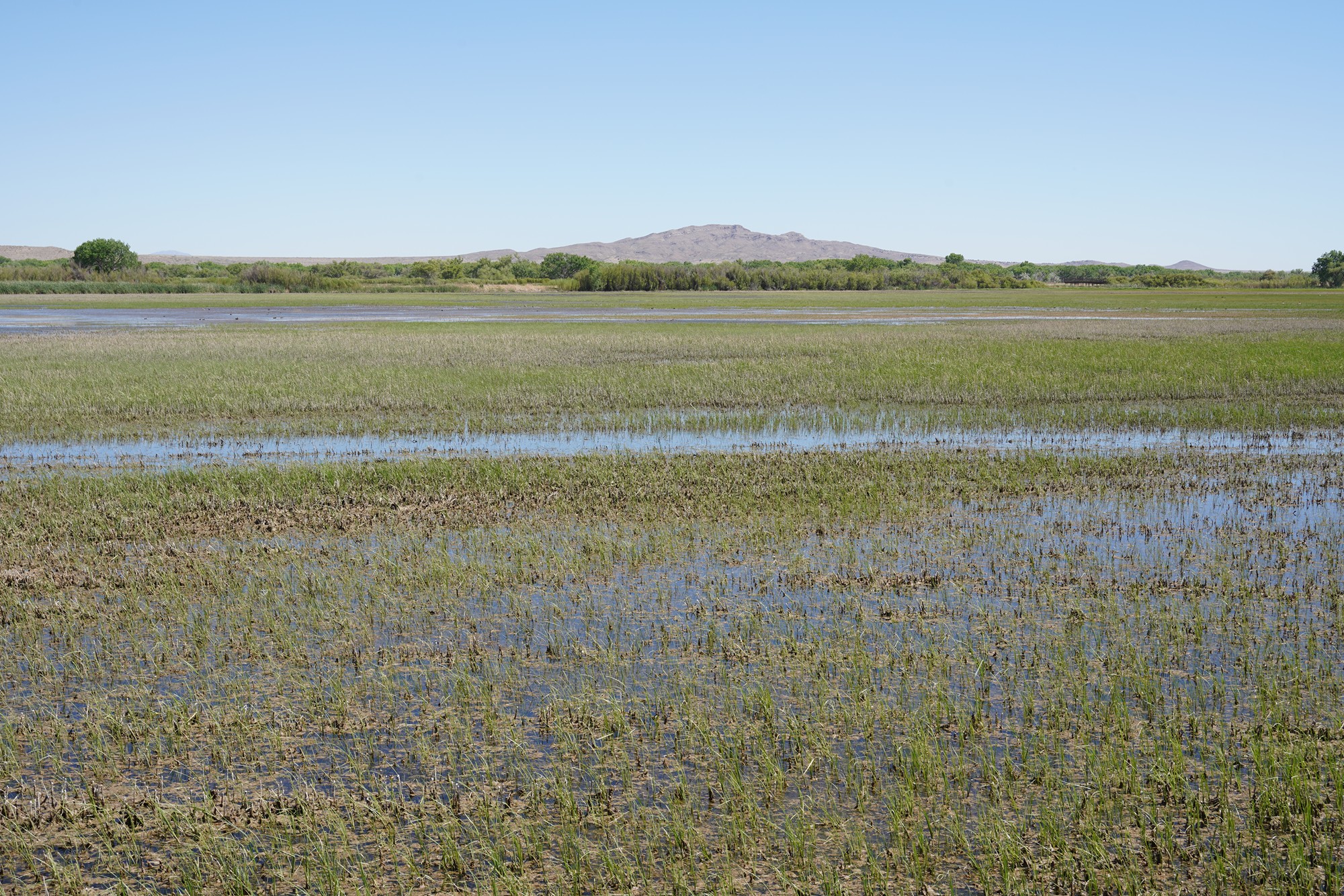 Bosque Del Apache National Wildlife Refuge (28)
