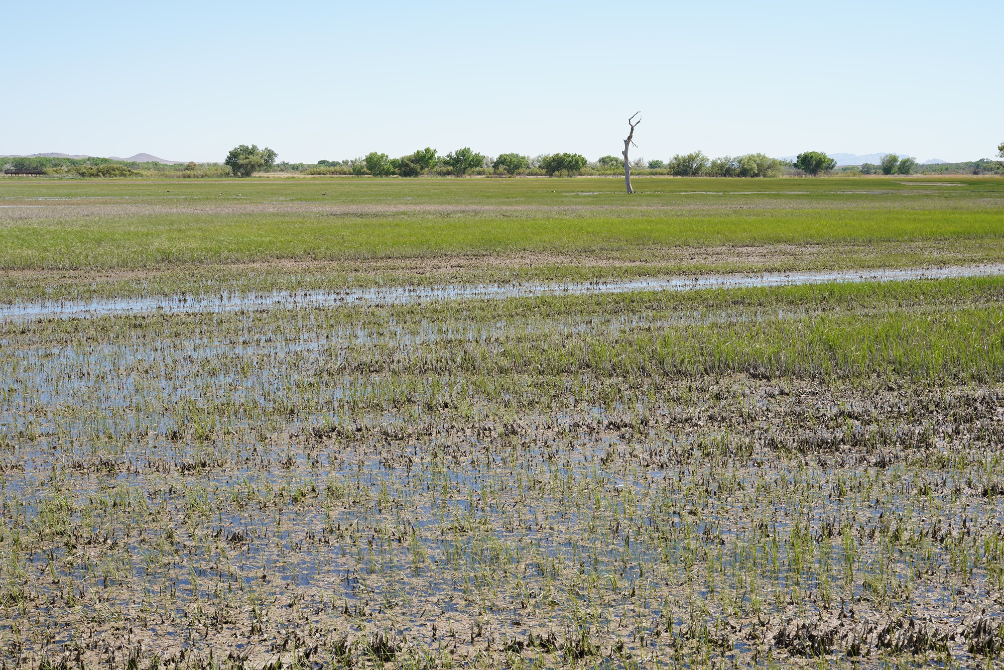 Bosque Del Apache National Wildlife Refuge (29)
