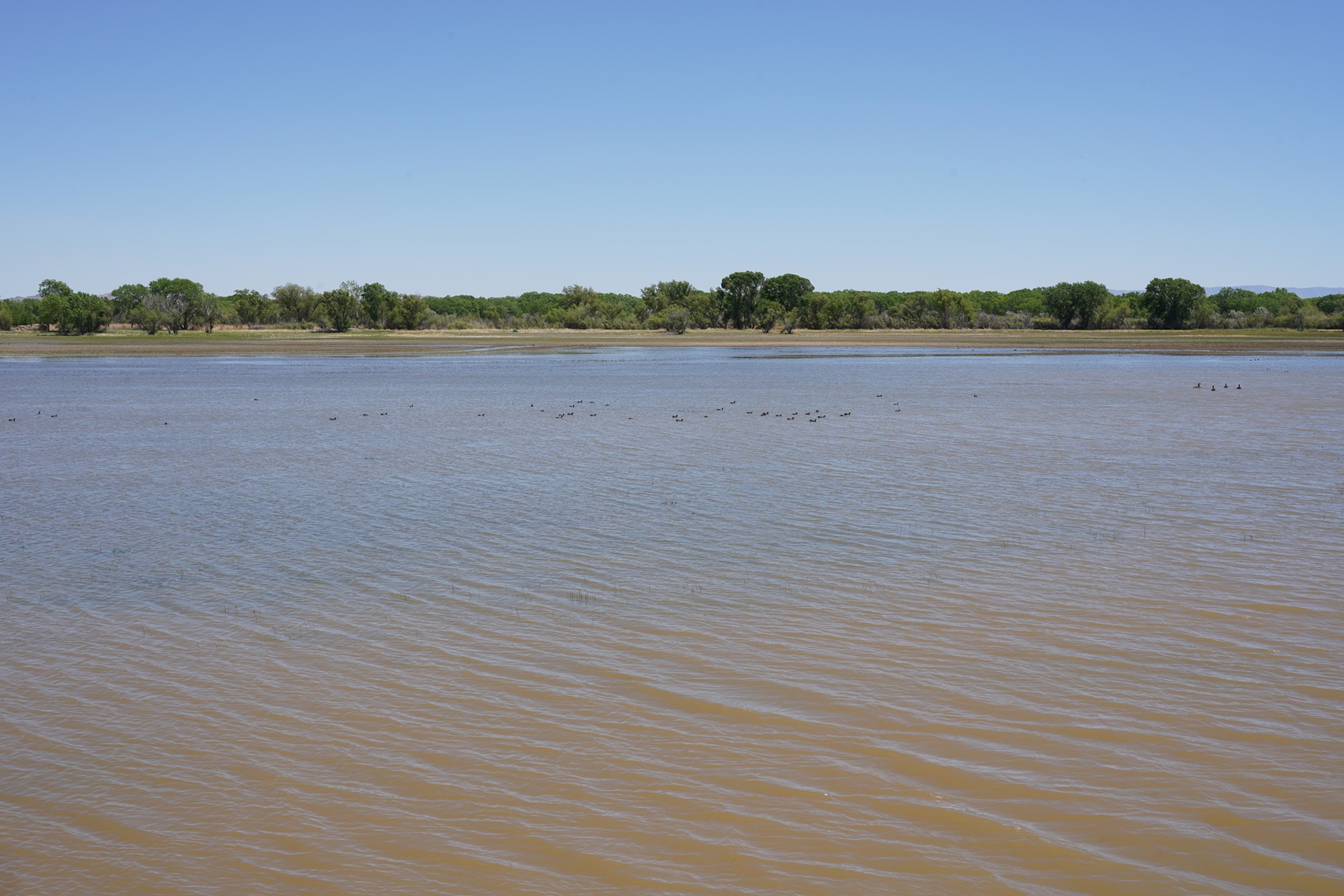 Bosque Del Apache National Wildlife Refuge (3)