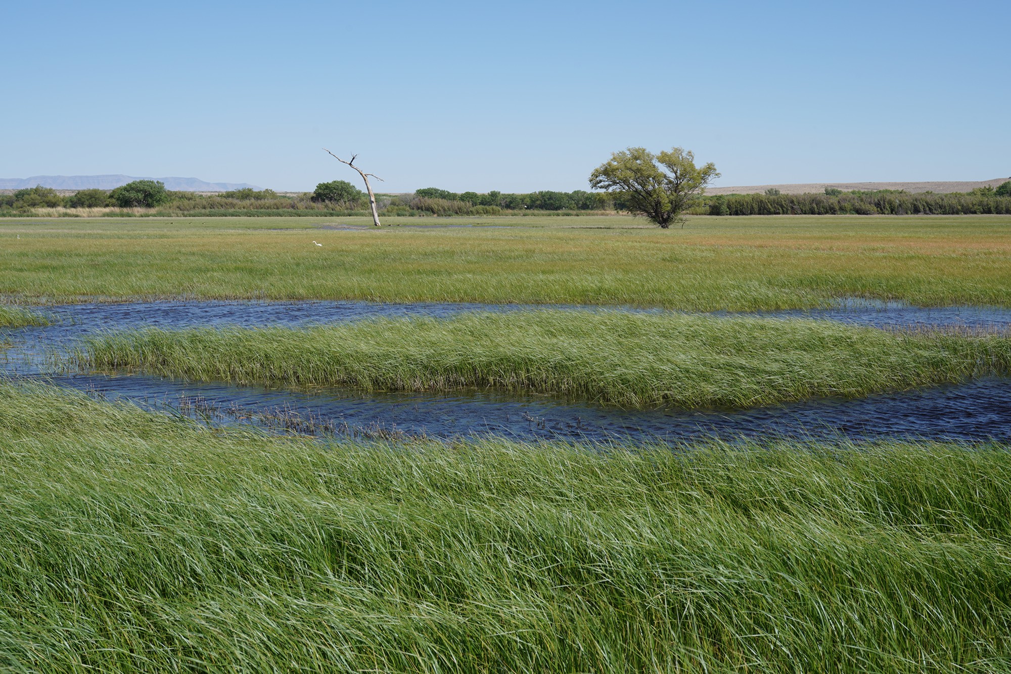 Bosque Del Apache National Wildlife Refuge (30)