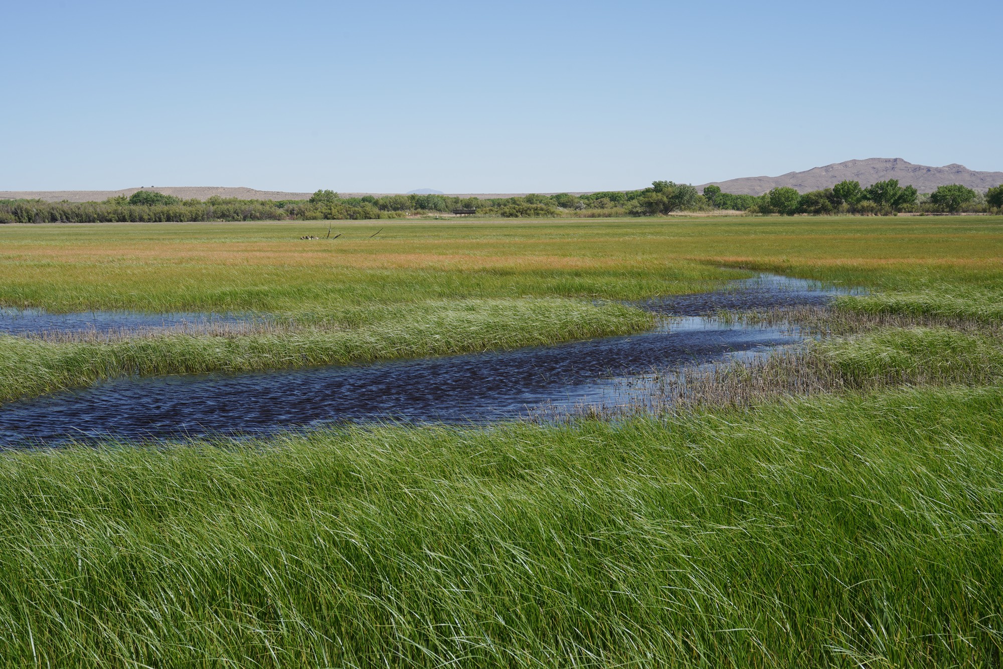Bosque Del Apache National Wildlife Refuge (31)