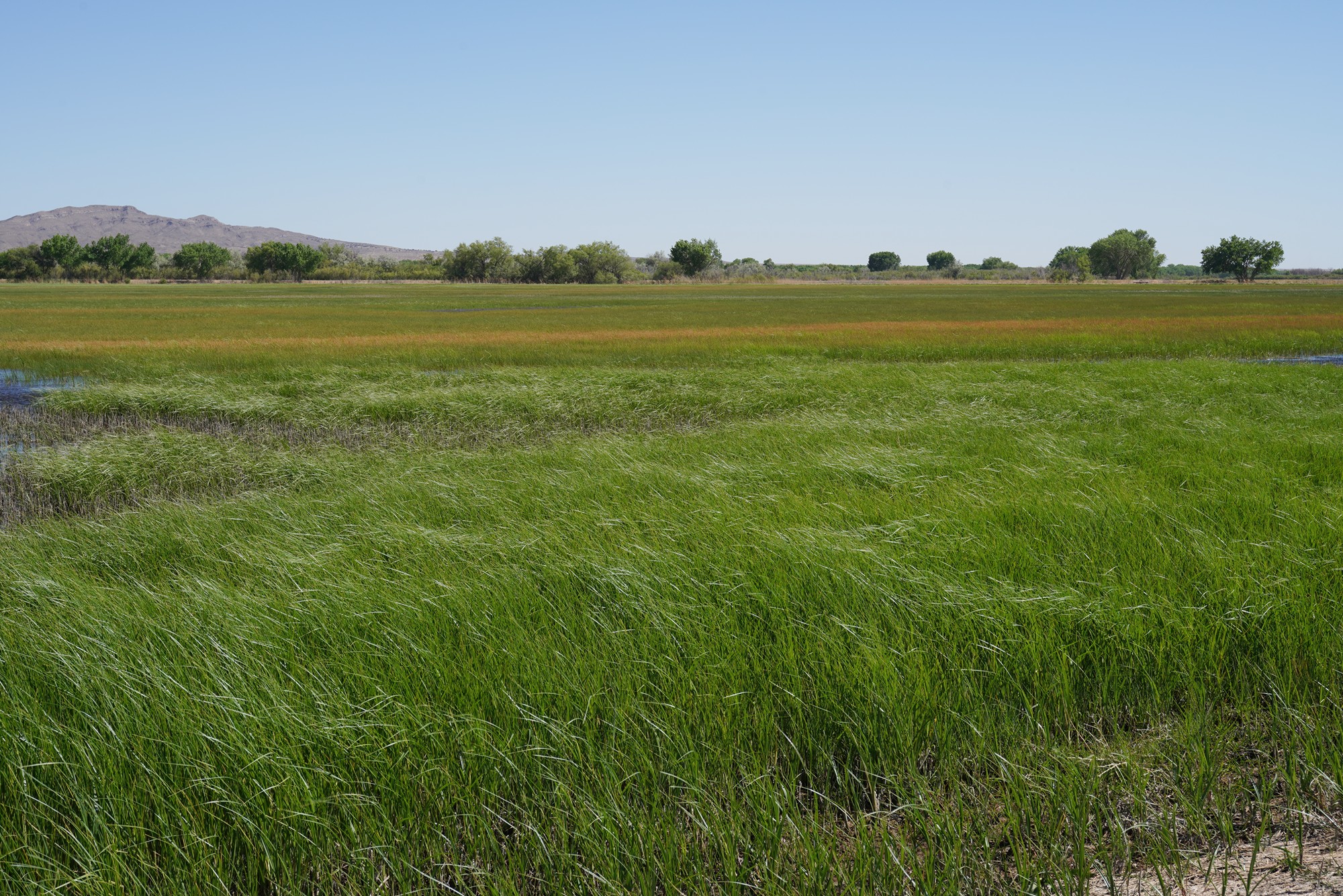 Bosque Del Apache National Wildlife Refuge (32)