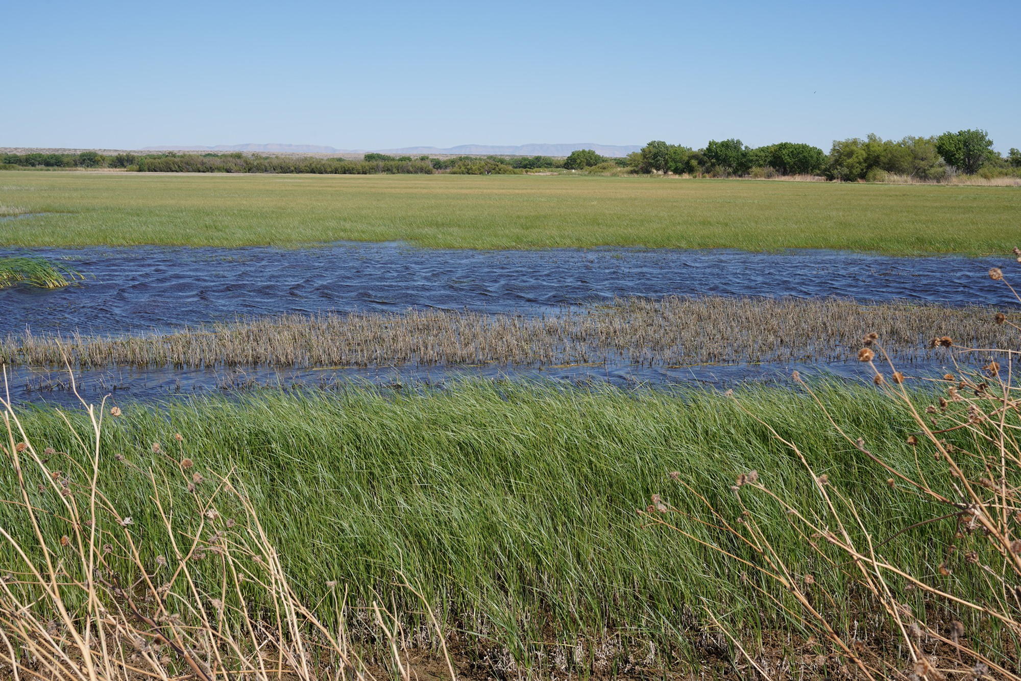 Bosque Del Apache National Wildlife Refuge (33)